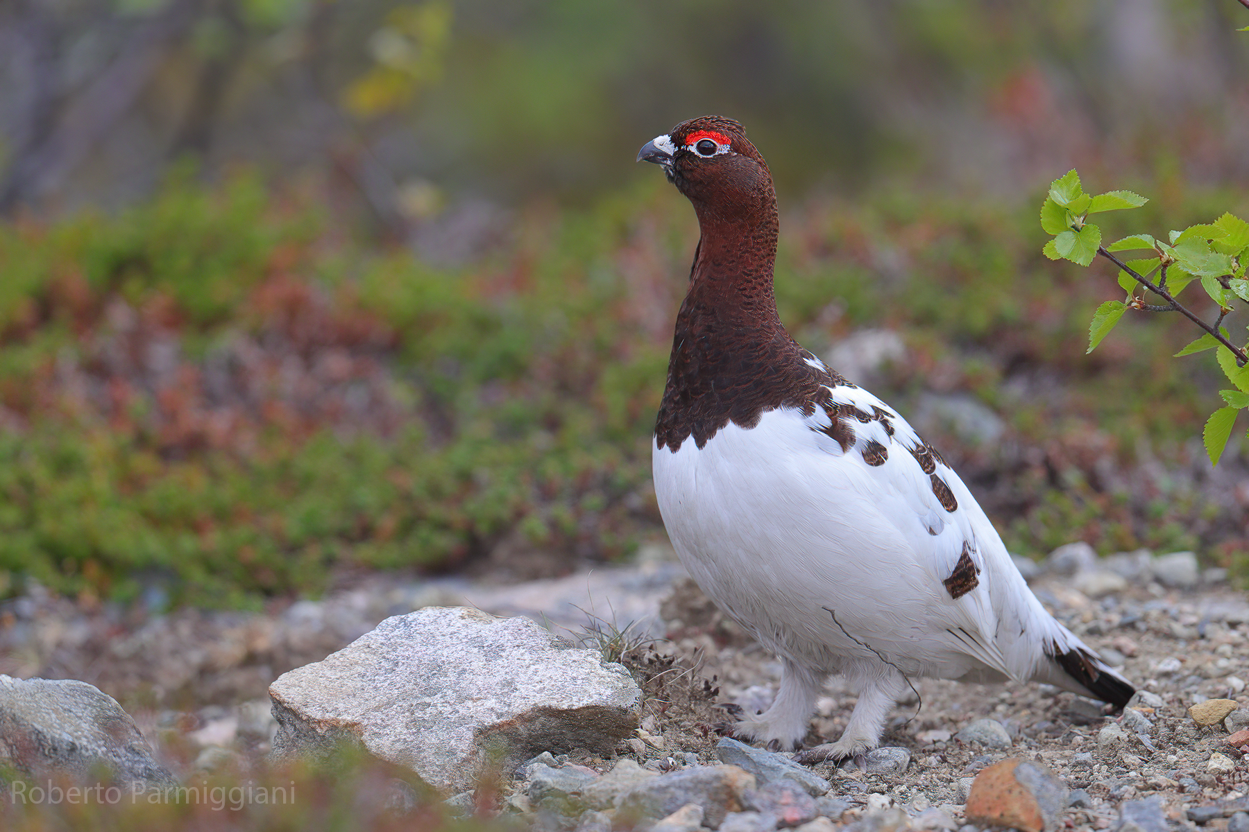 Pernice bianca nordica