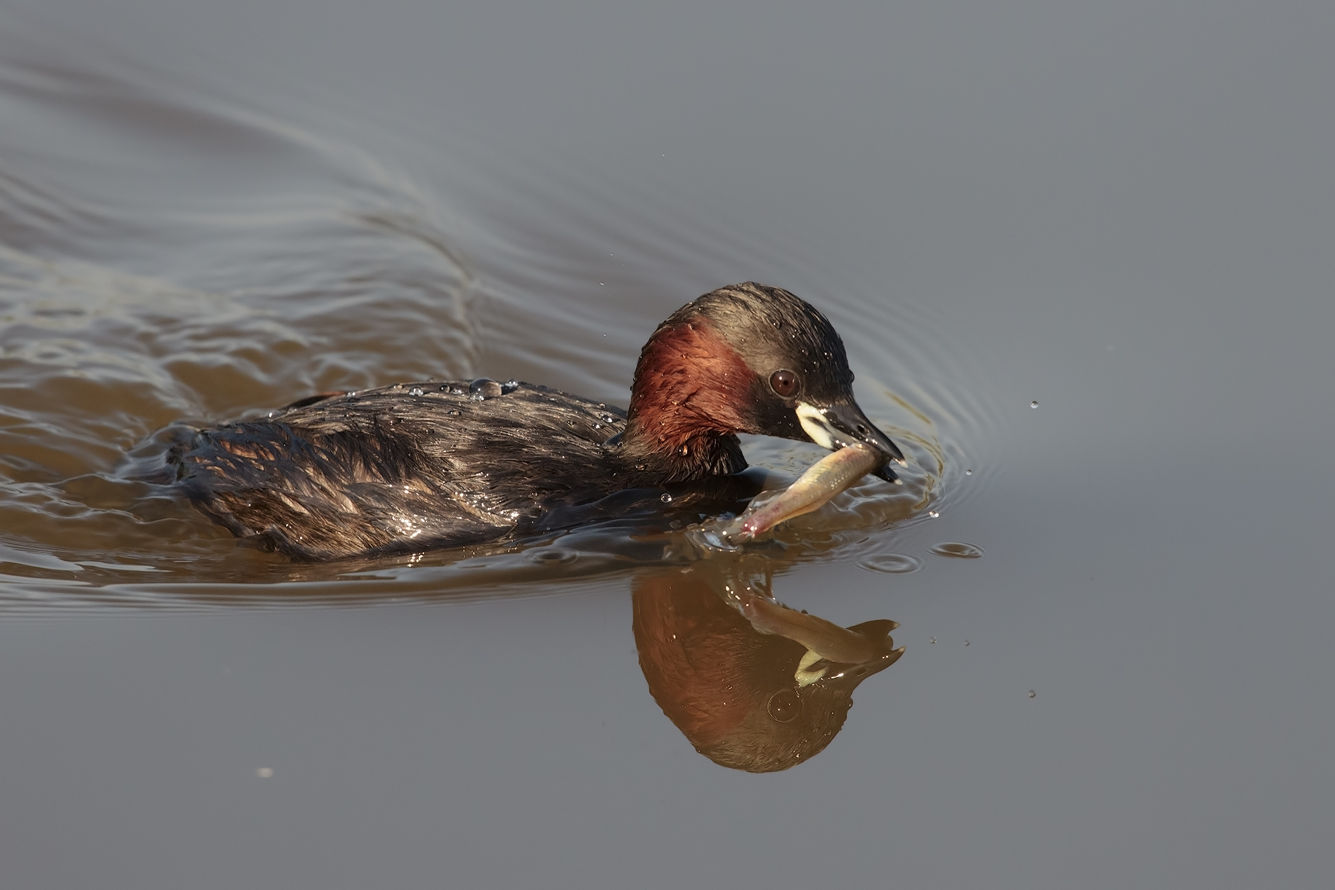 little grebe close