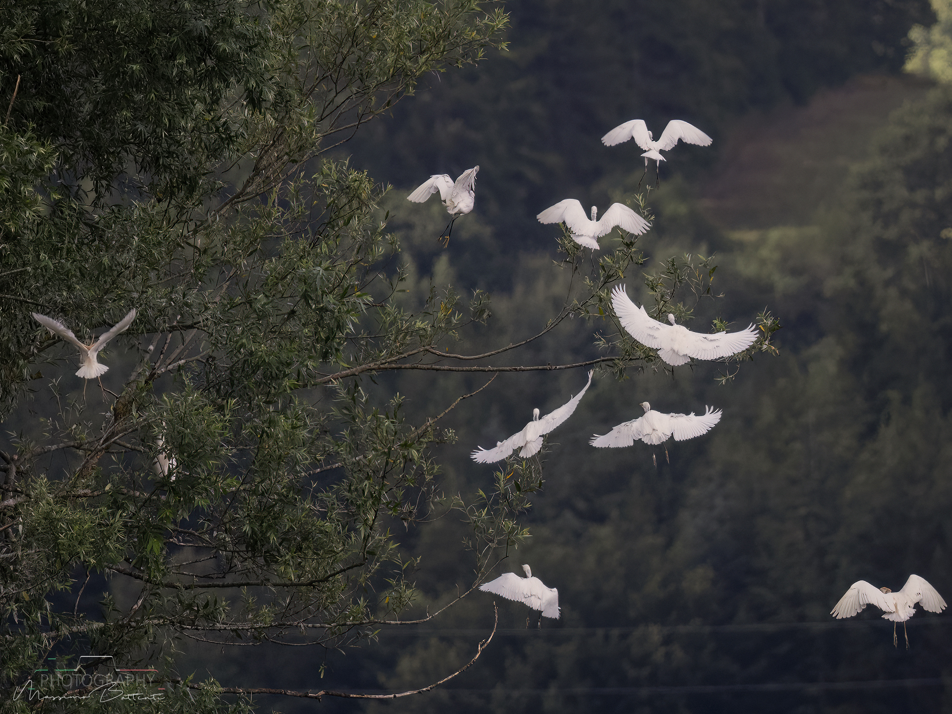 Cattle Herons