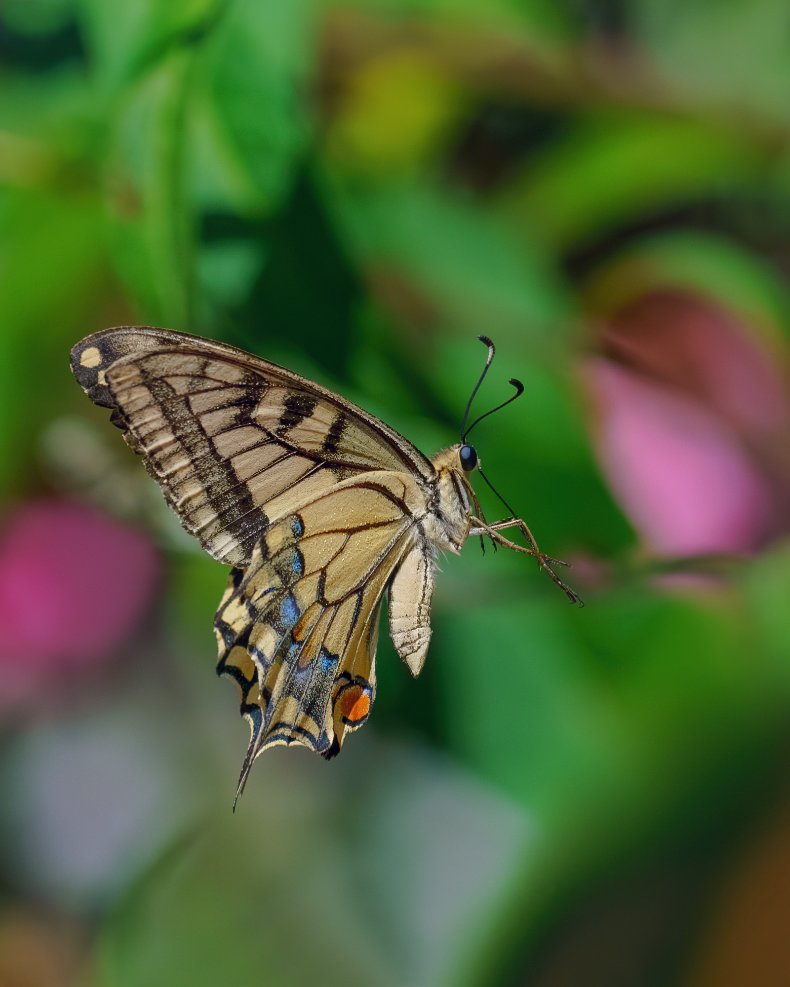 Macaone in volo