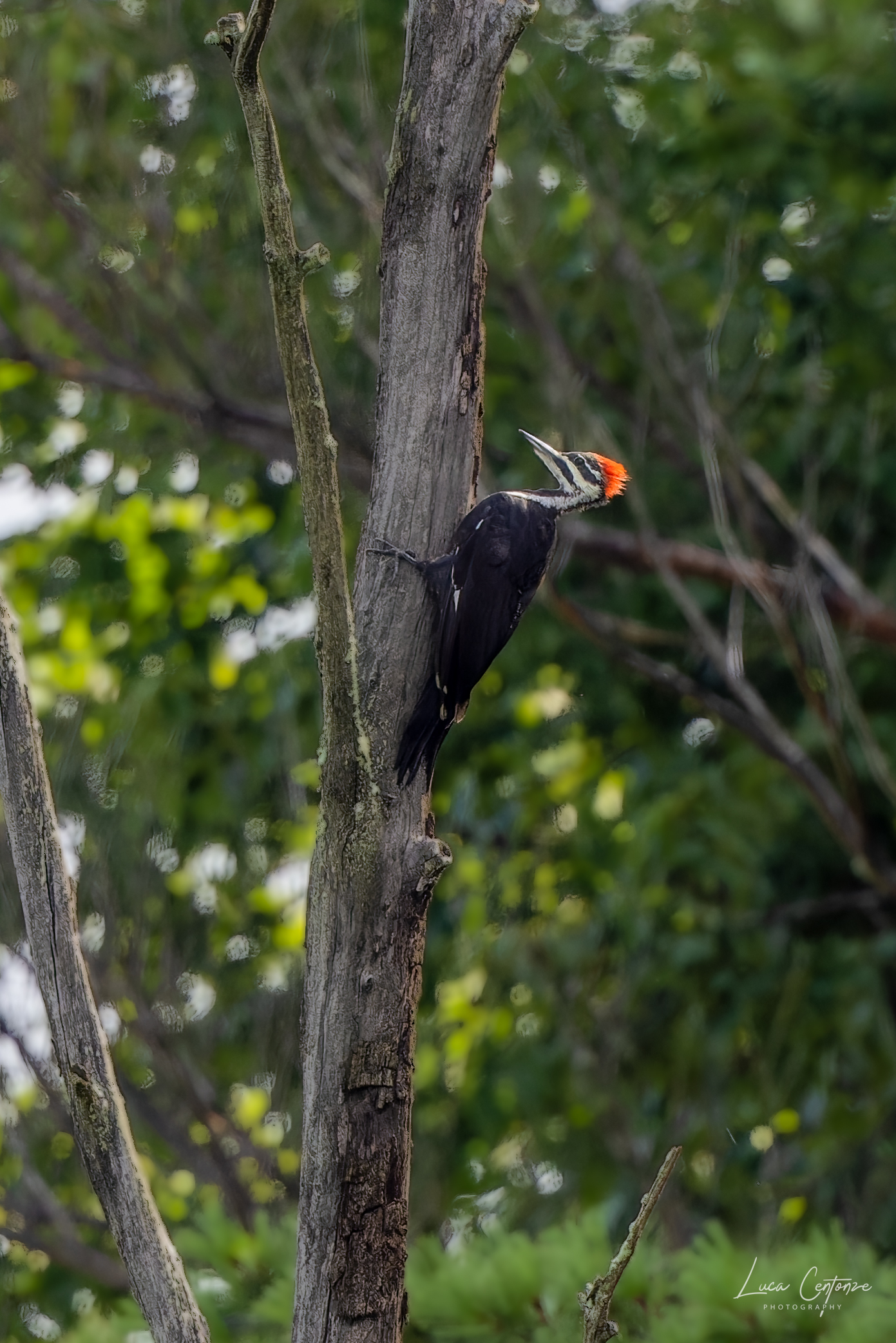 Pileated Woodpecker (Drycopocus pileatus)