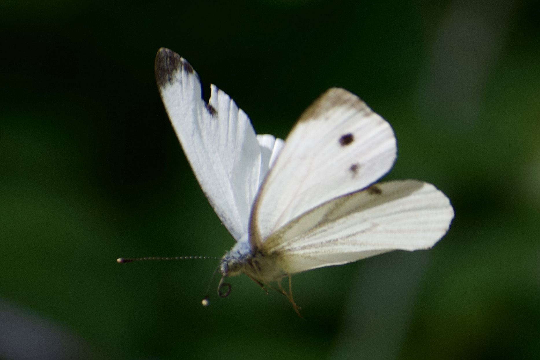 Farfalla in volo