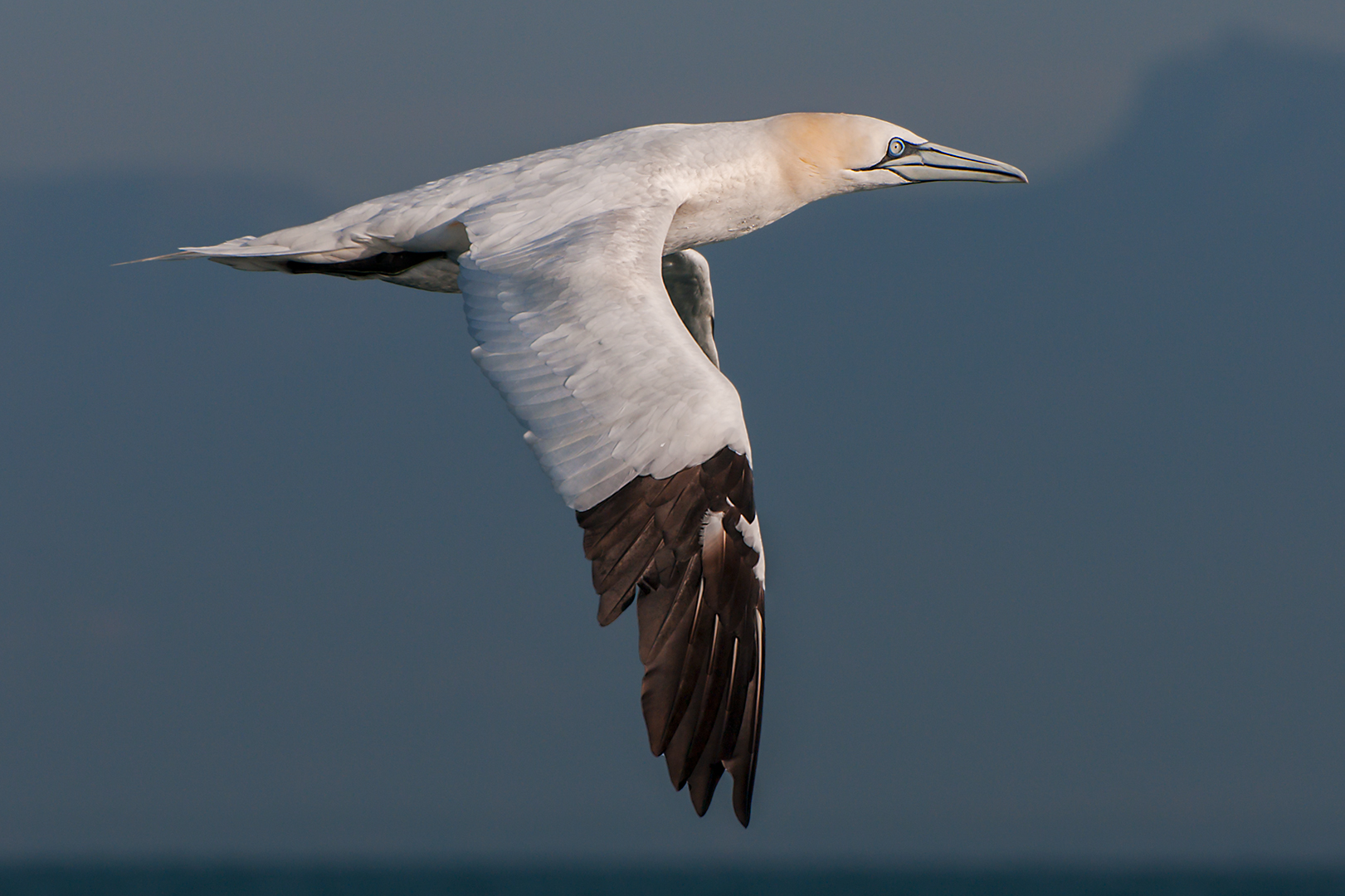 Northern gannet