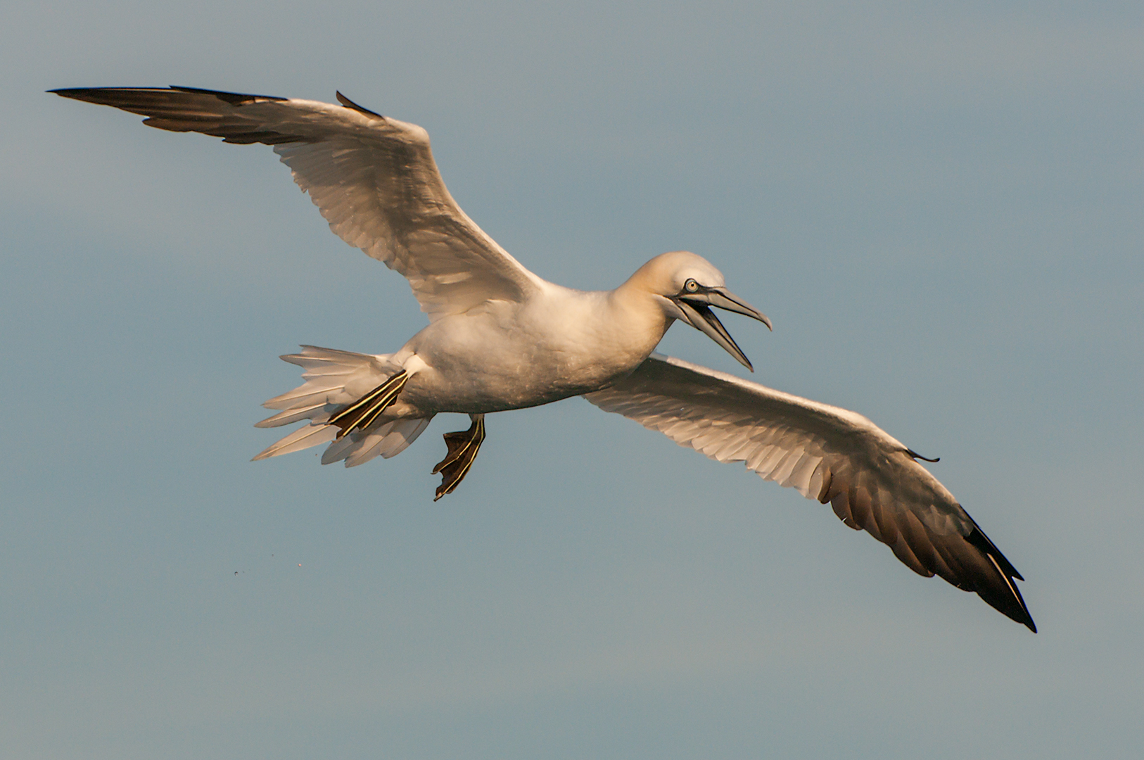Northern gannet