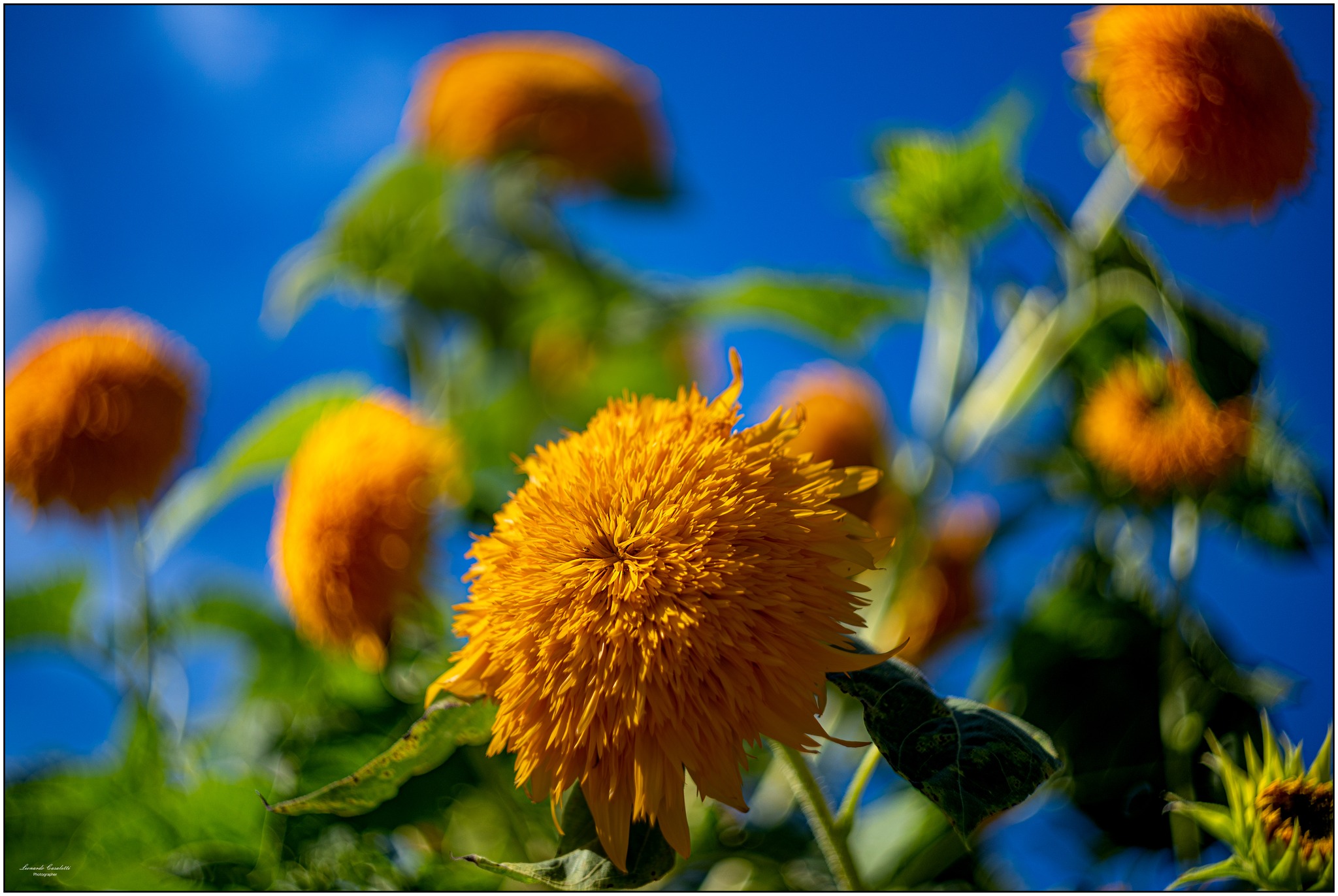 Omaggio a Vincent van Gogh