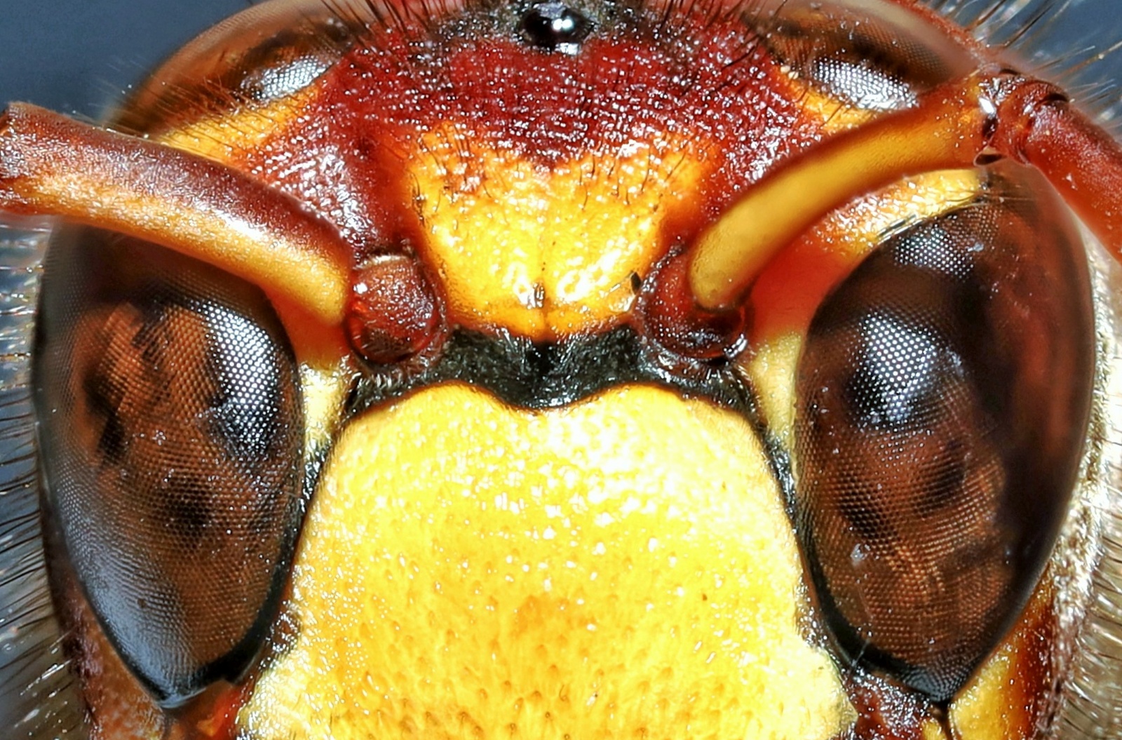 Vespa crabro