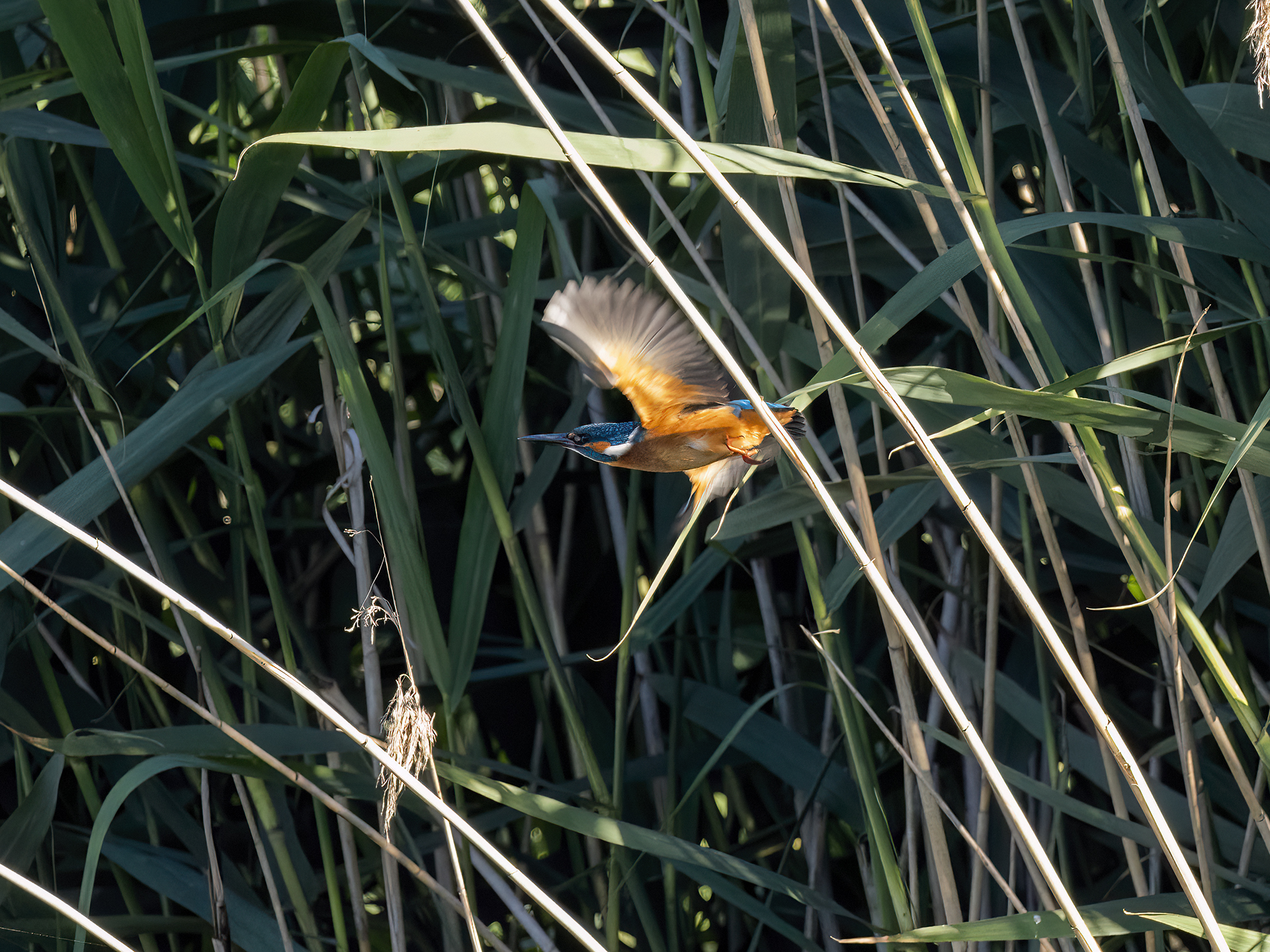 Kingfisher