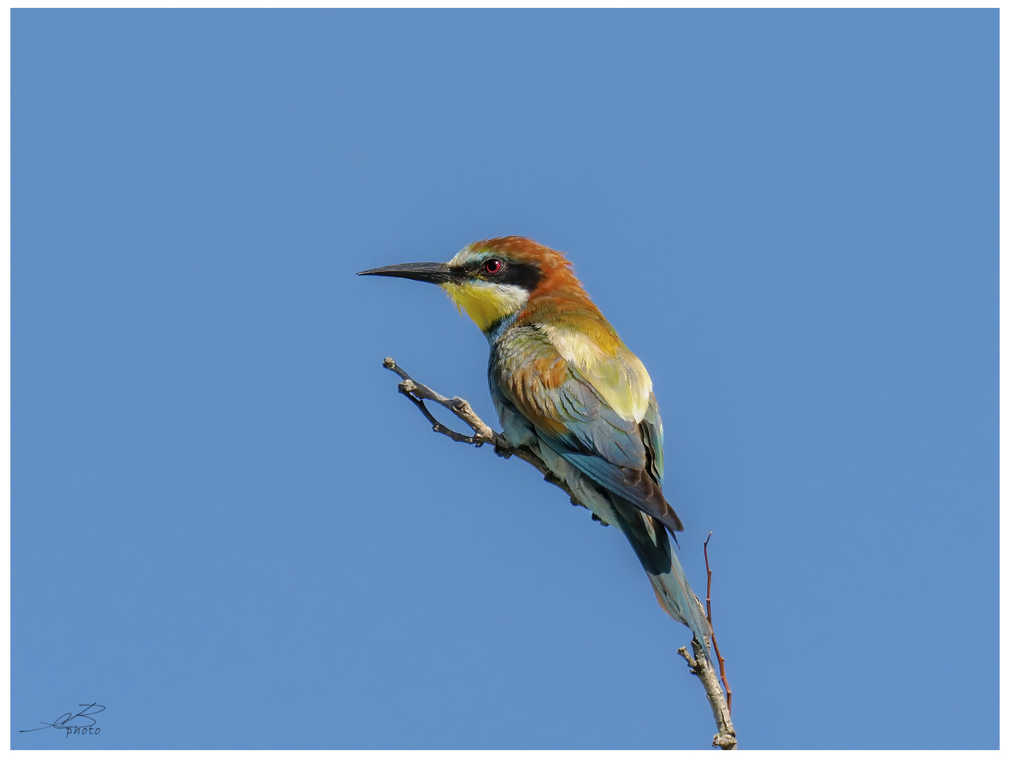 Bee-eater
