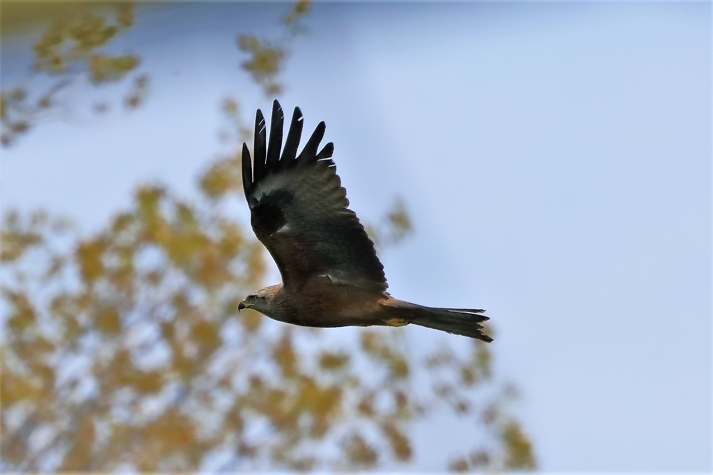 Nibbio bruno 06-04-2023