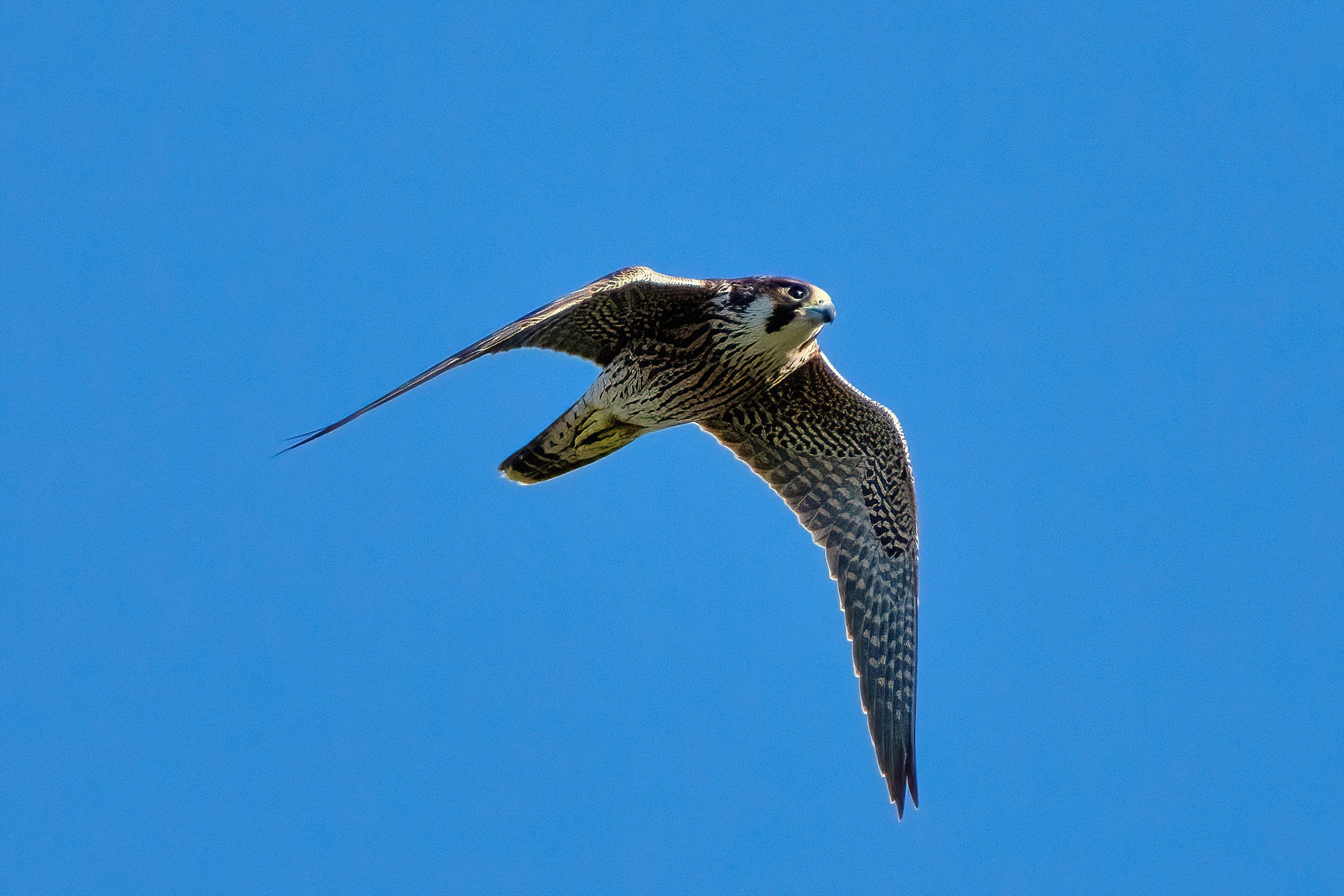 Peregrine falcon juv