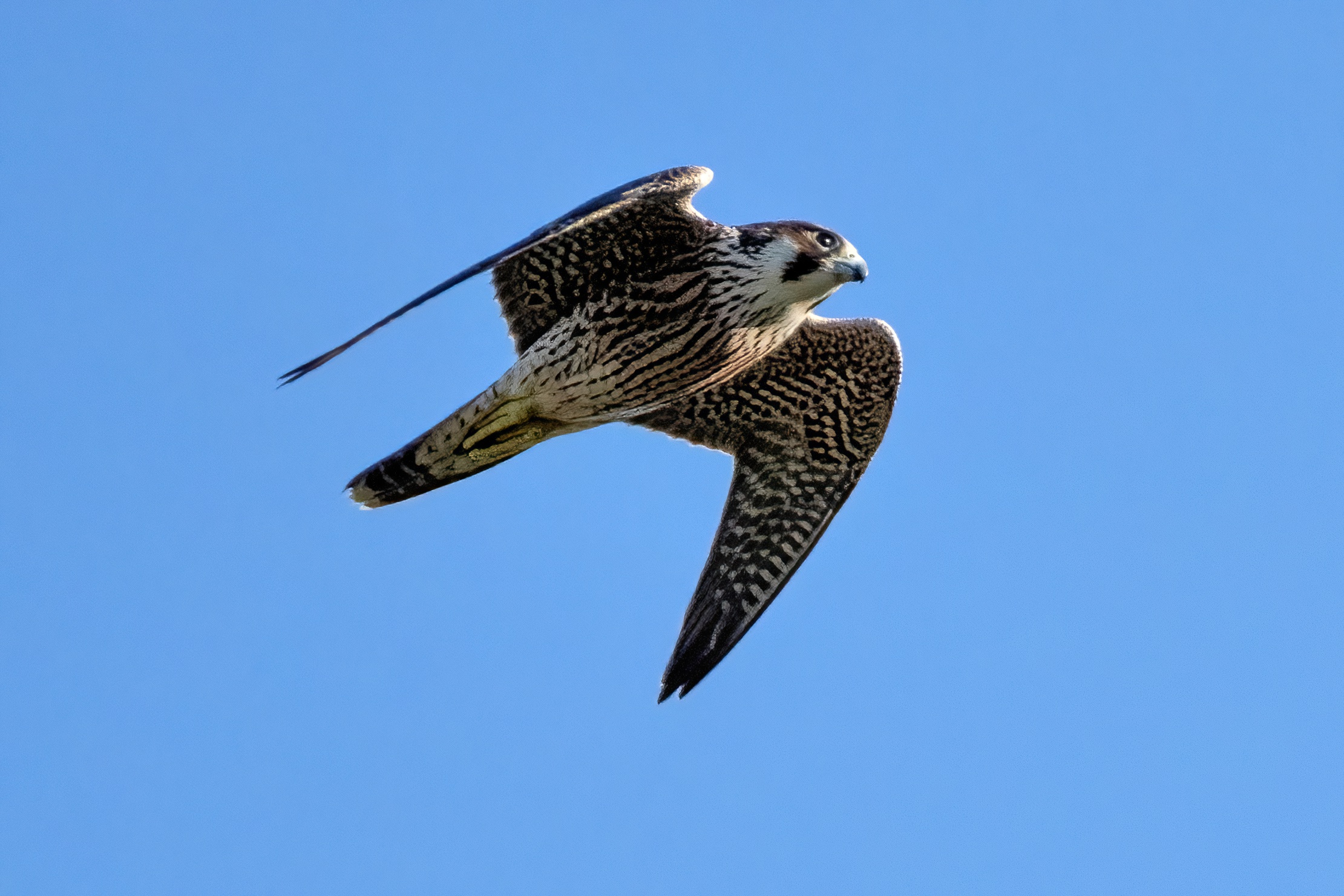 Peregrine falcon juv