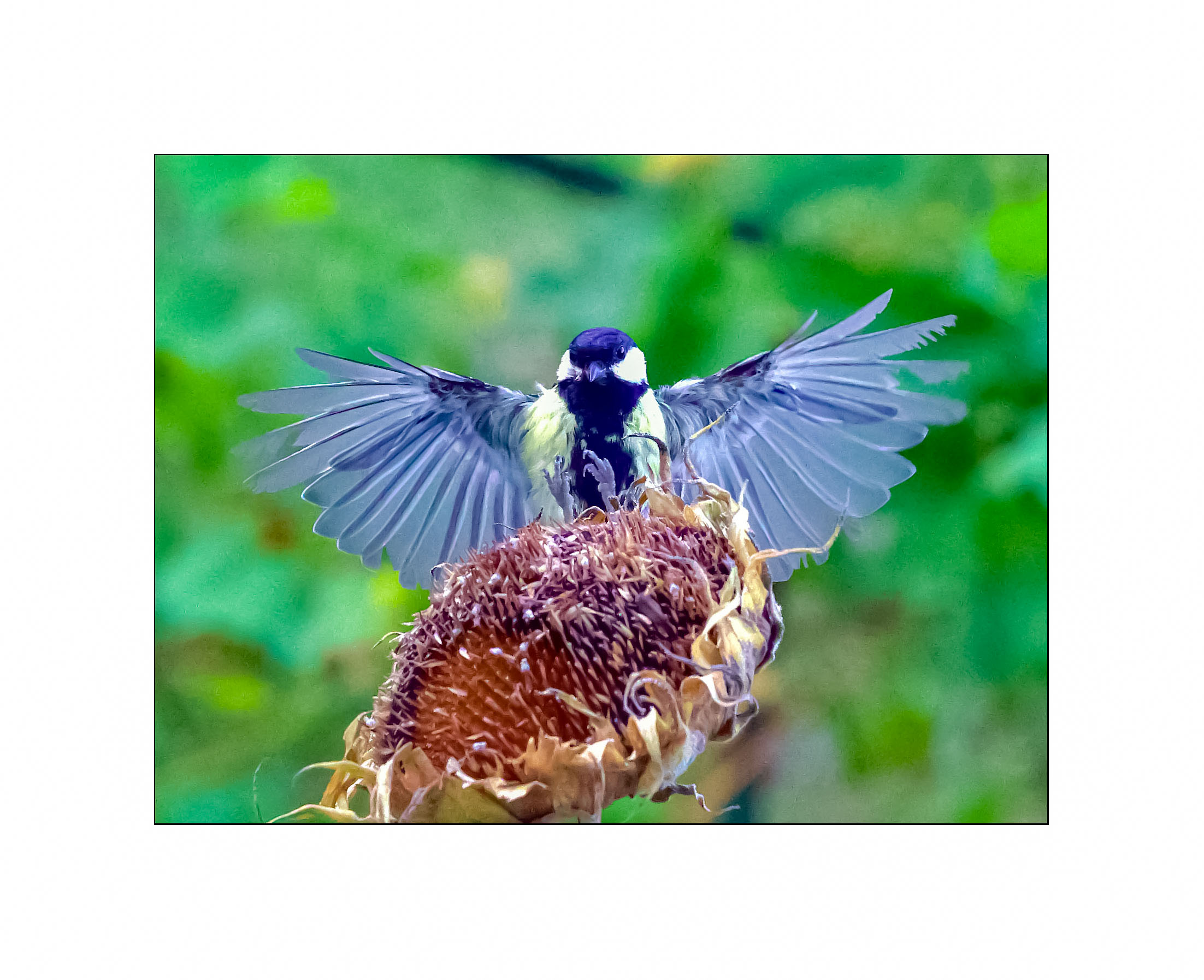 Manovra per prendere contatto sul girasole