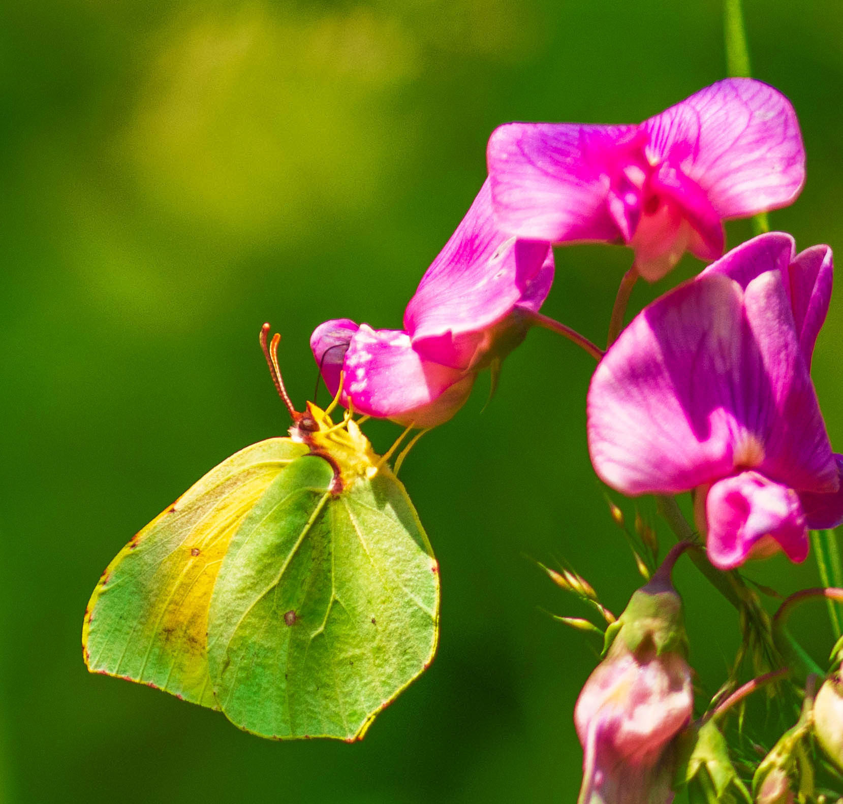 Gonepteryx cleopatra