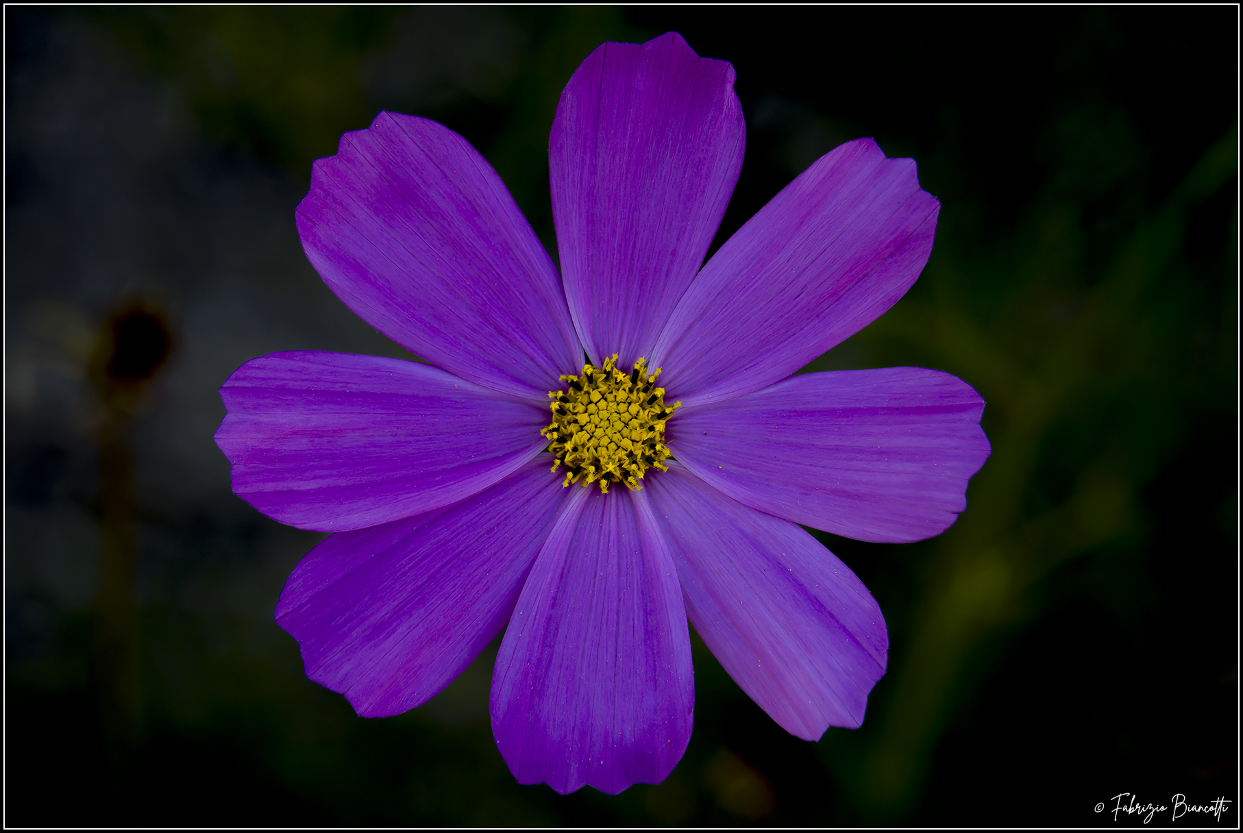 Cosmea