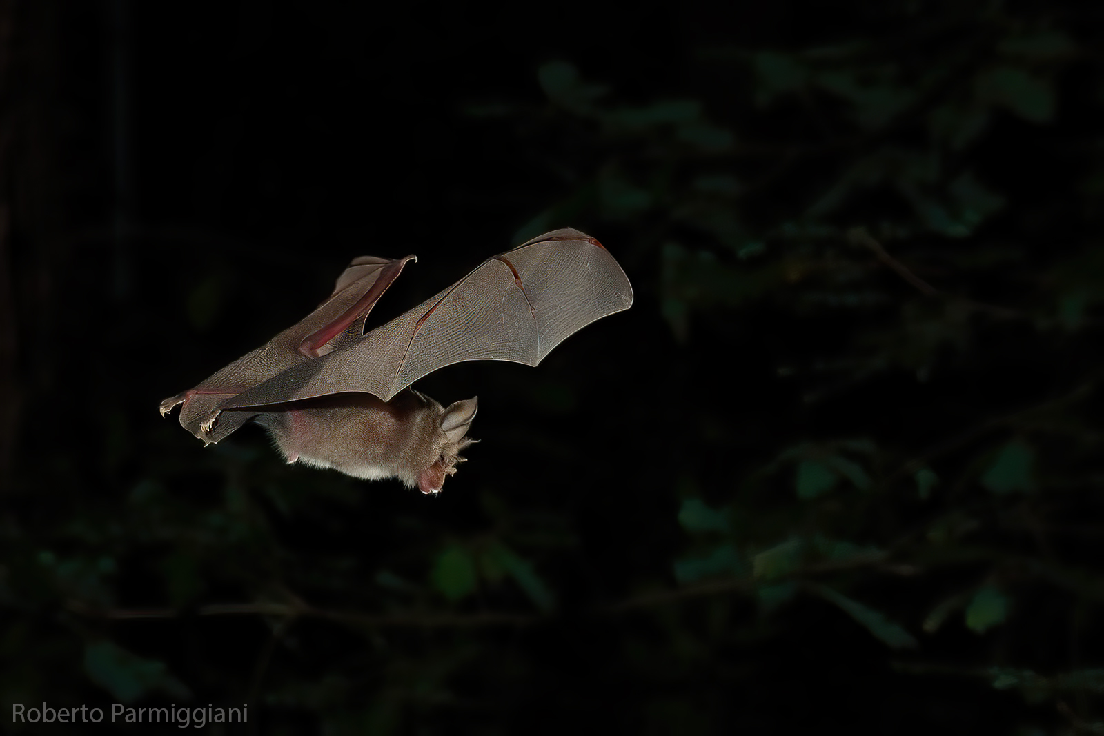Rinolofo maggiore