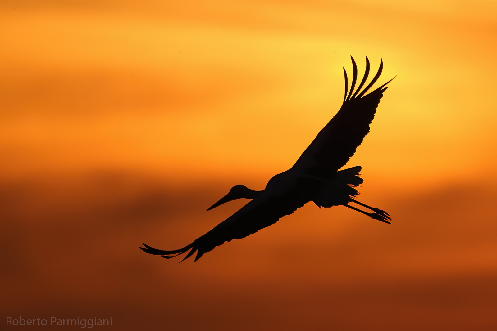 Stork