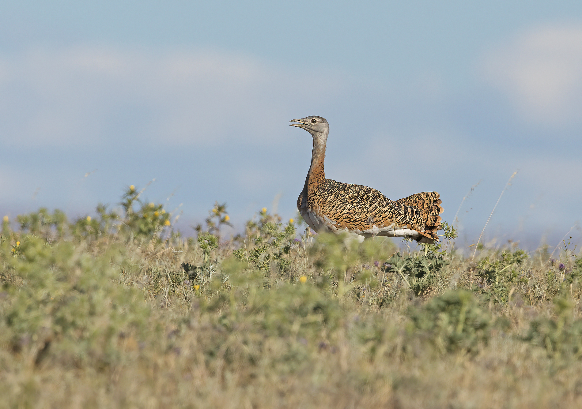 otarda(otis tarda)  ...wild