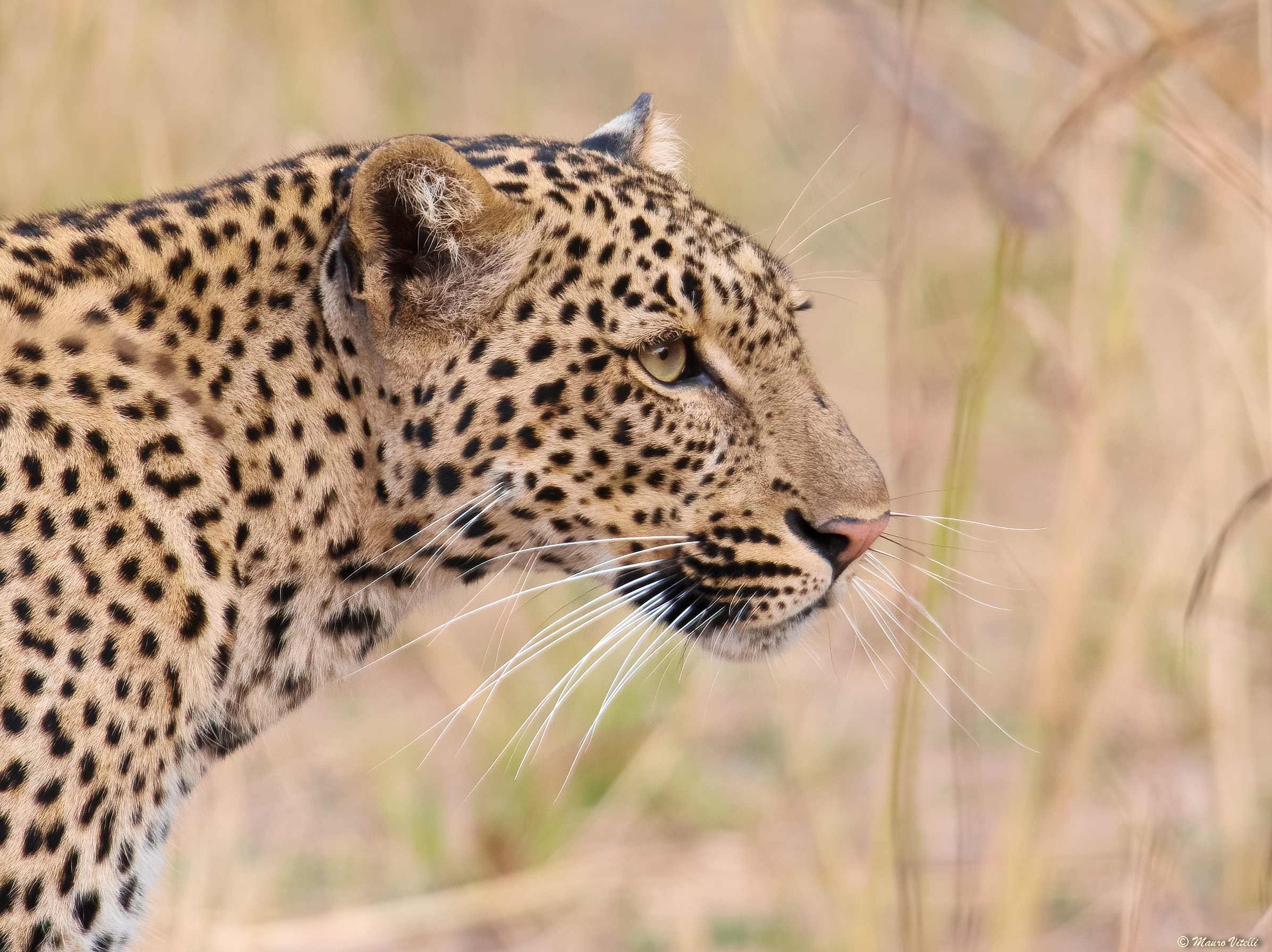 Close Encounter (Zambia)