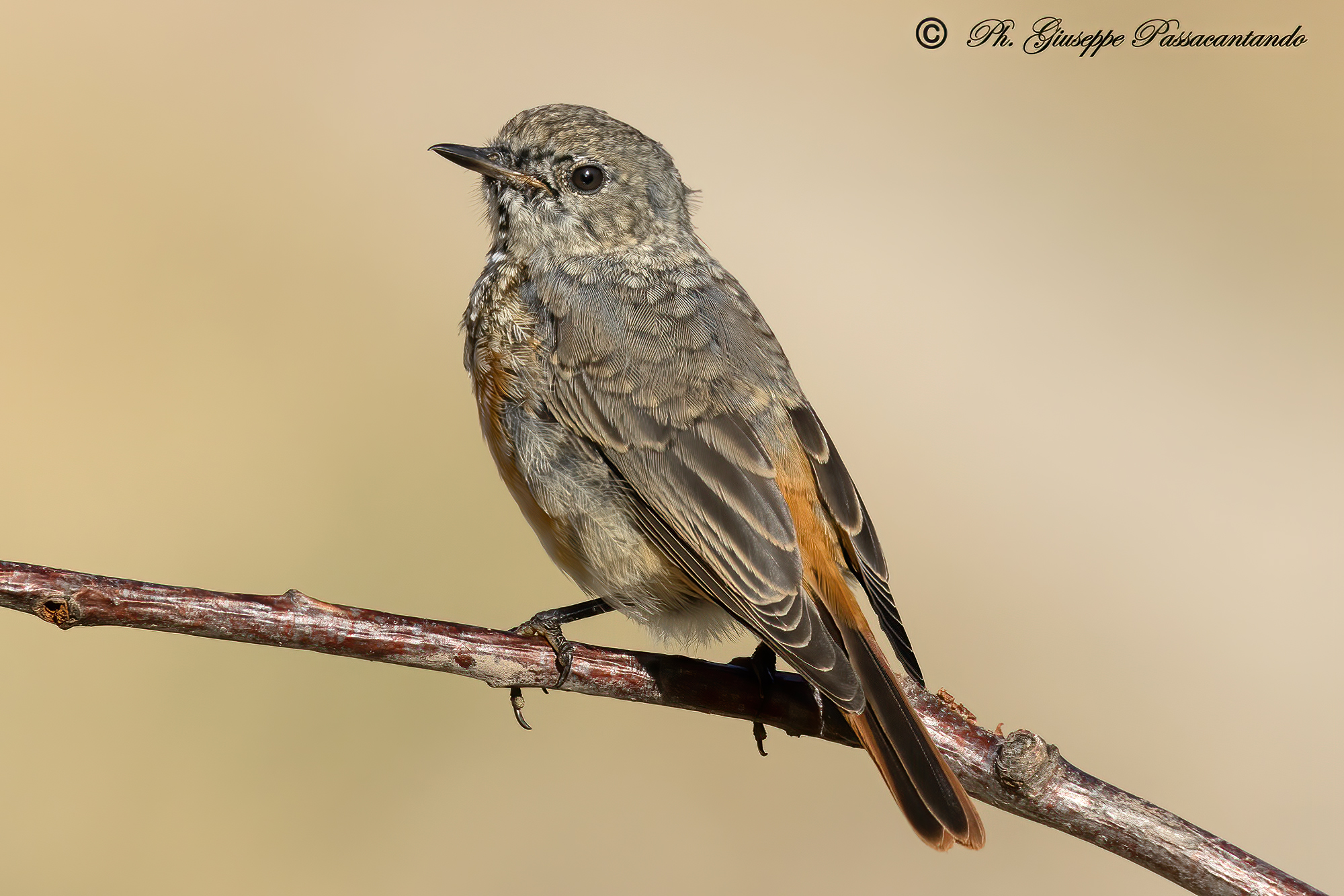 Young common redstart