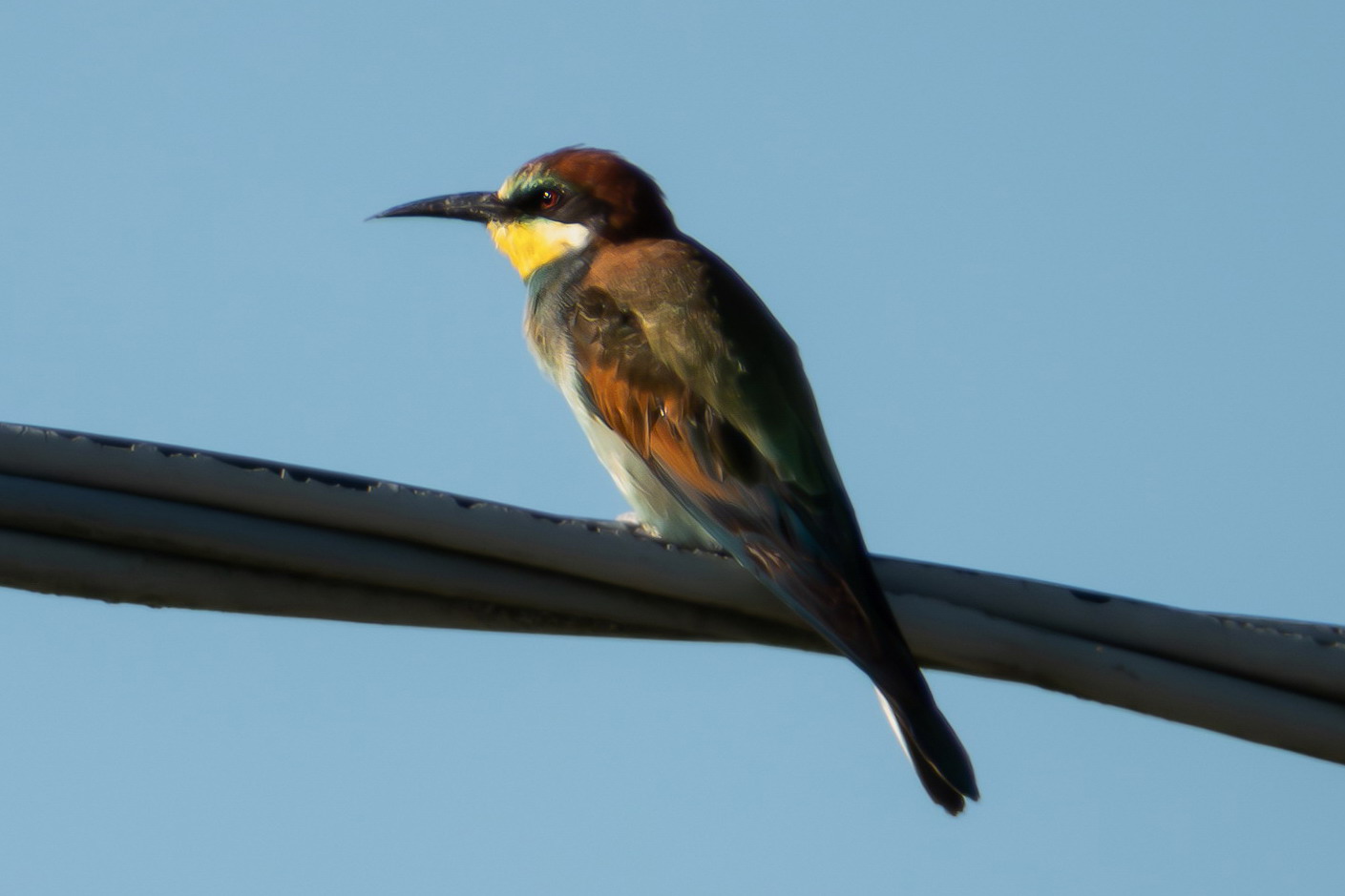 Bee-eater