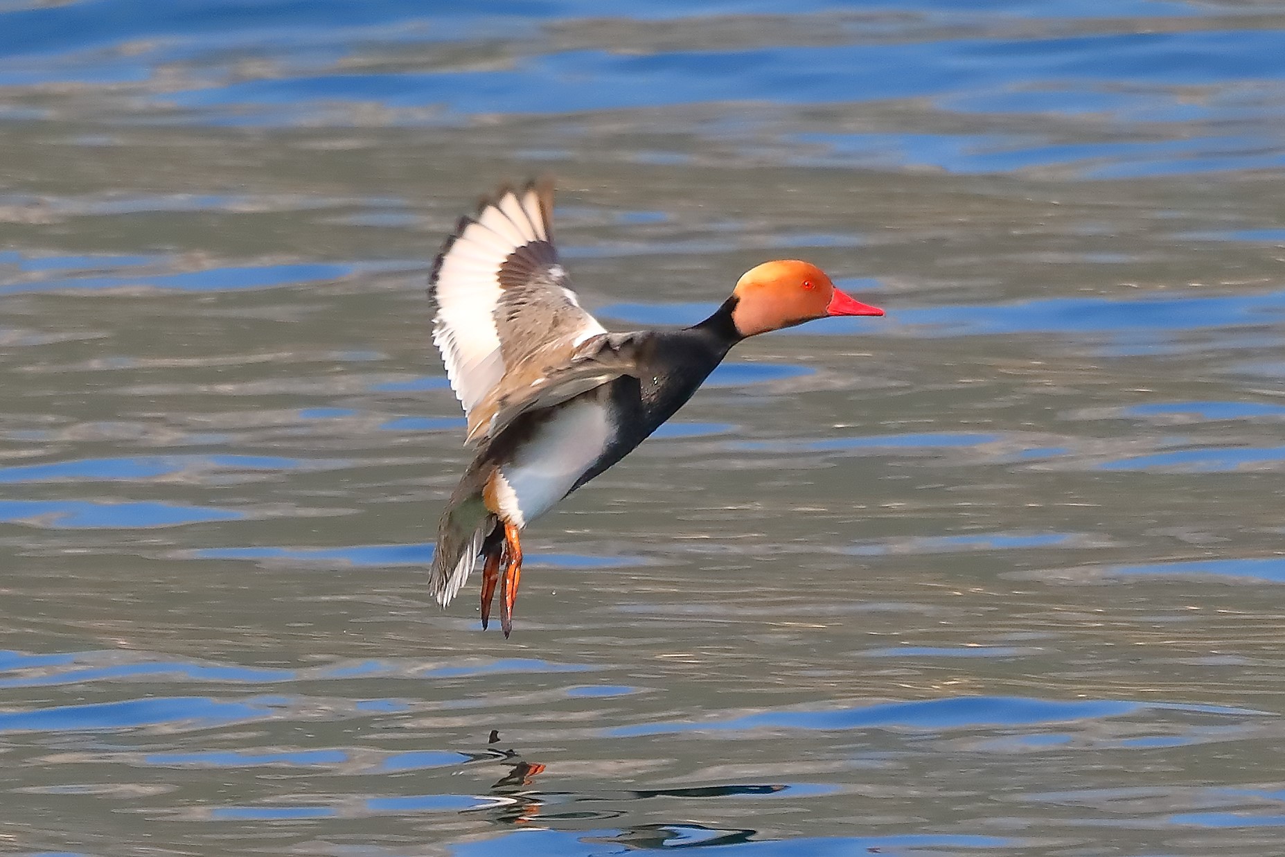 fistione turco 05-04-2023