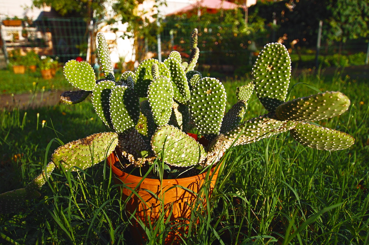 Cactus