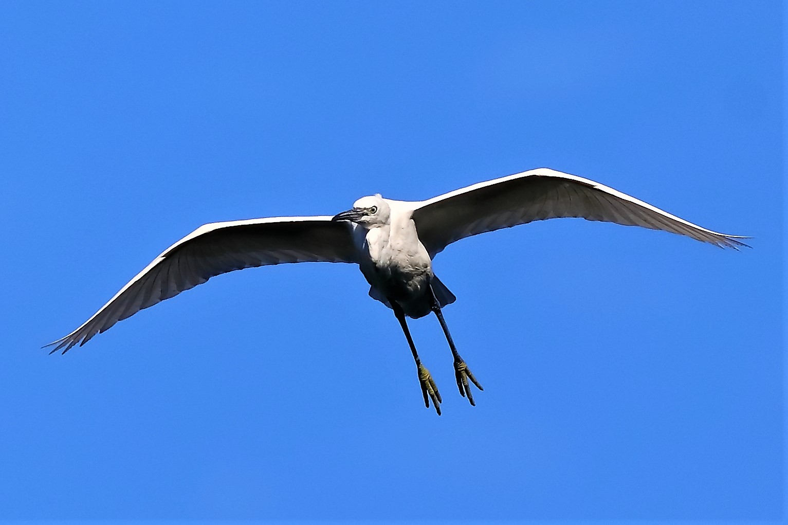 Garzetta agosto 2023