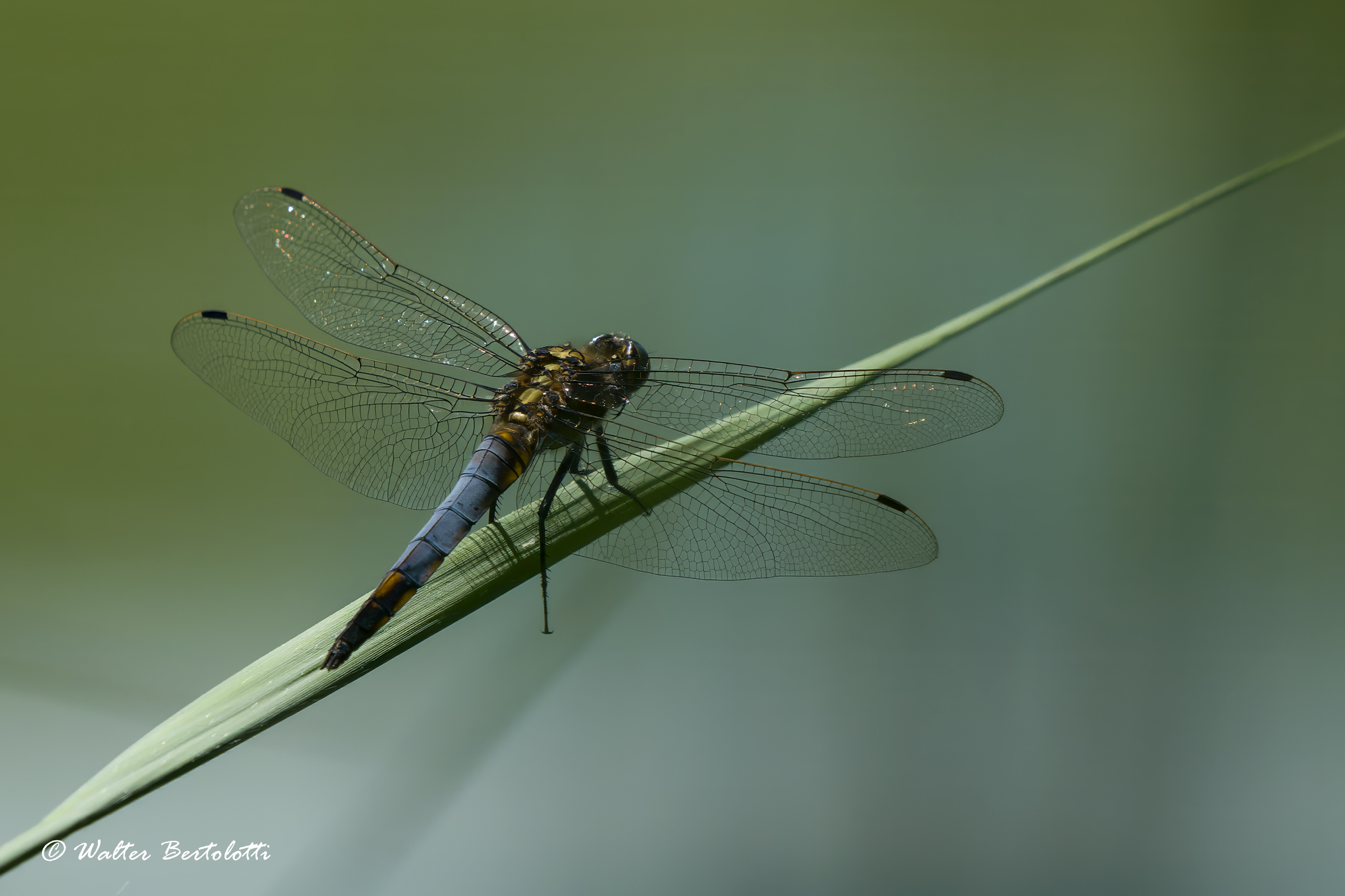 Orthetrum cancellatum