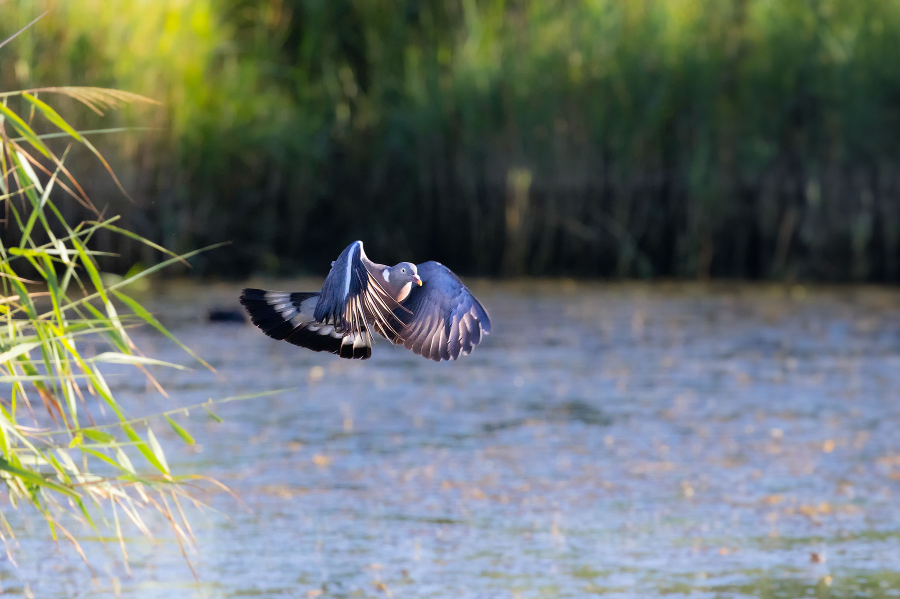 Pigeon in the Padule
