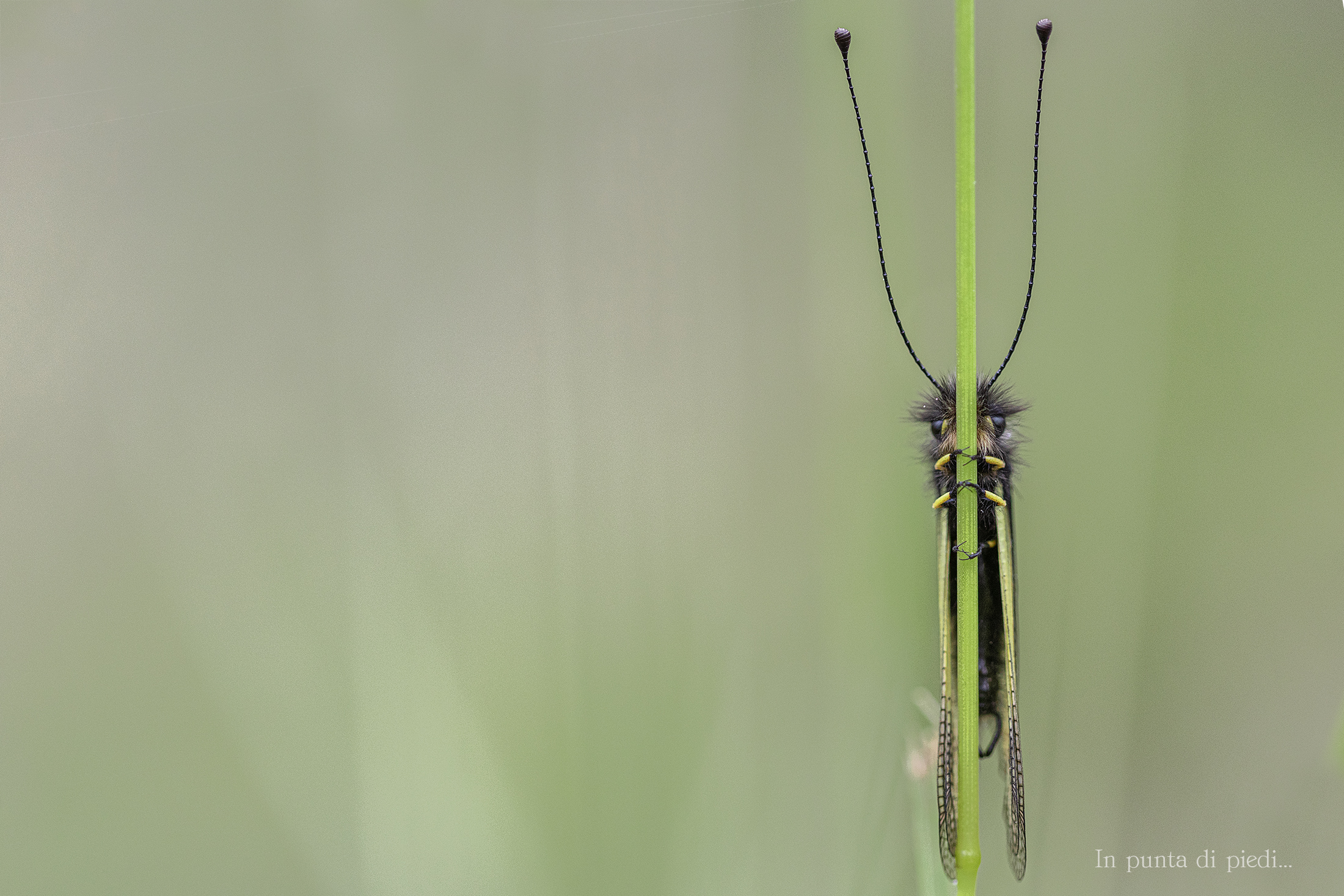 In the Look Owly Sulphur - Libelloides Coccajus