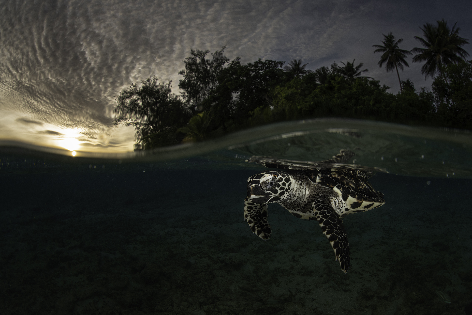 Turtle at dawn