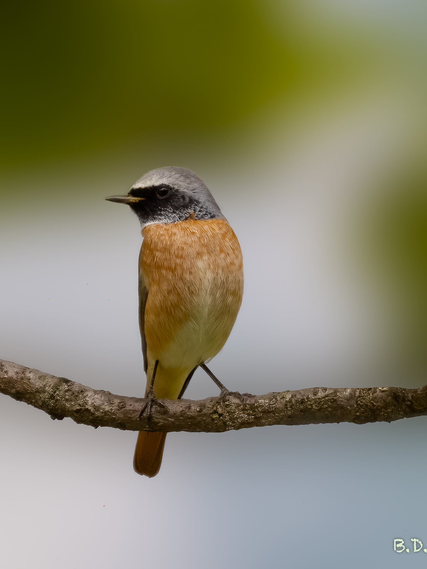 Phoenicurus phoenicurus