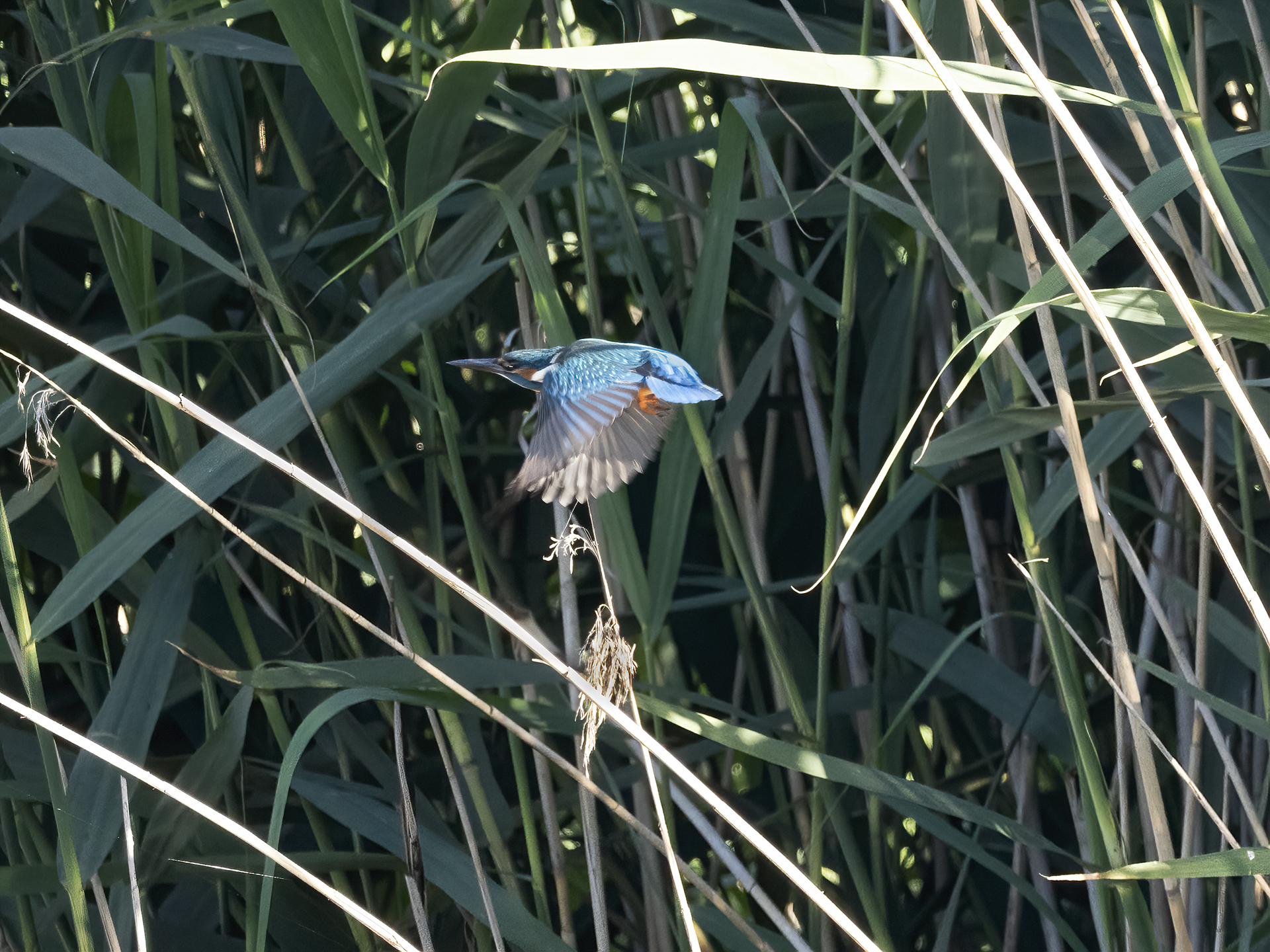 Kingfisher