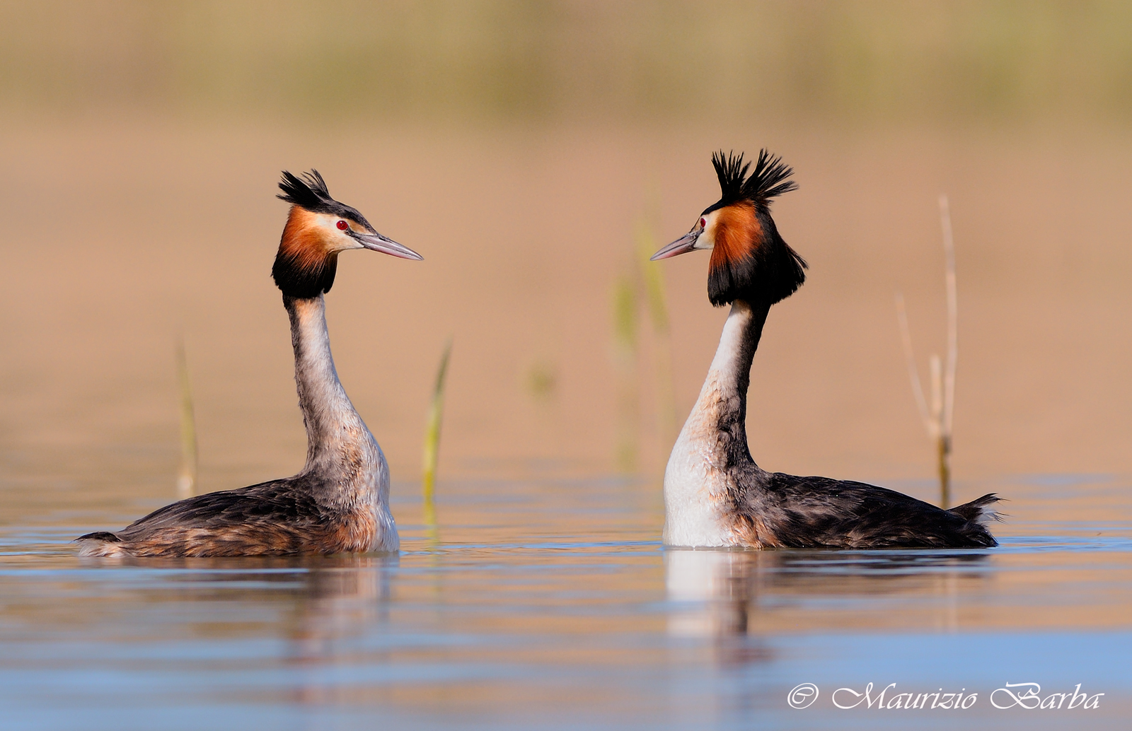 Grebes