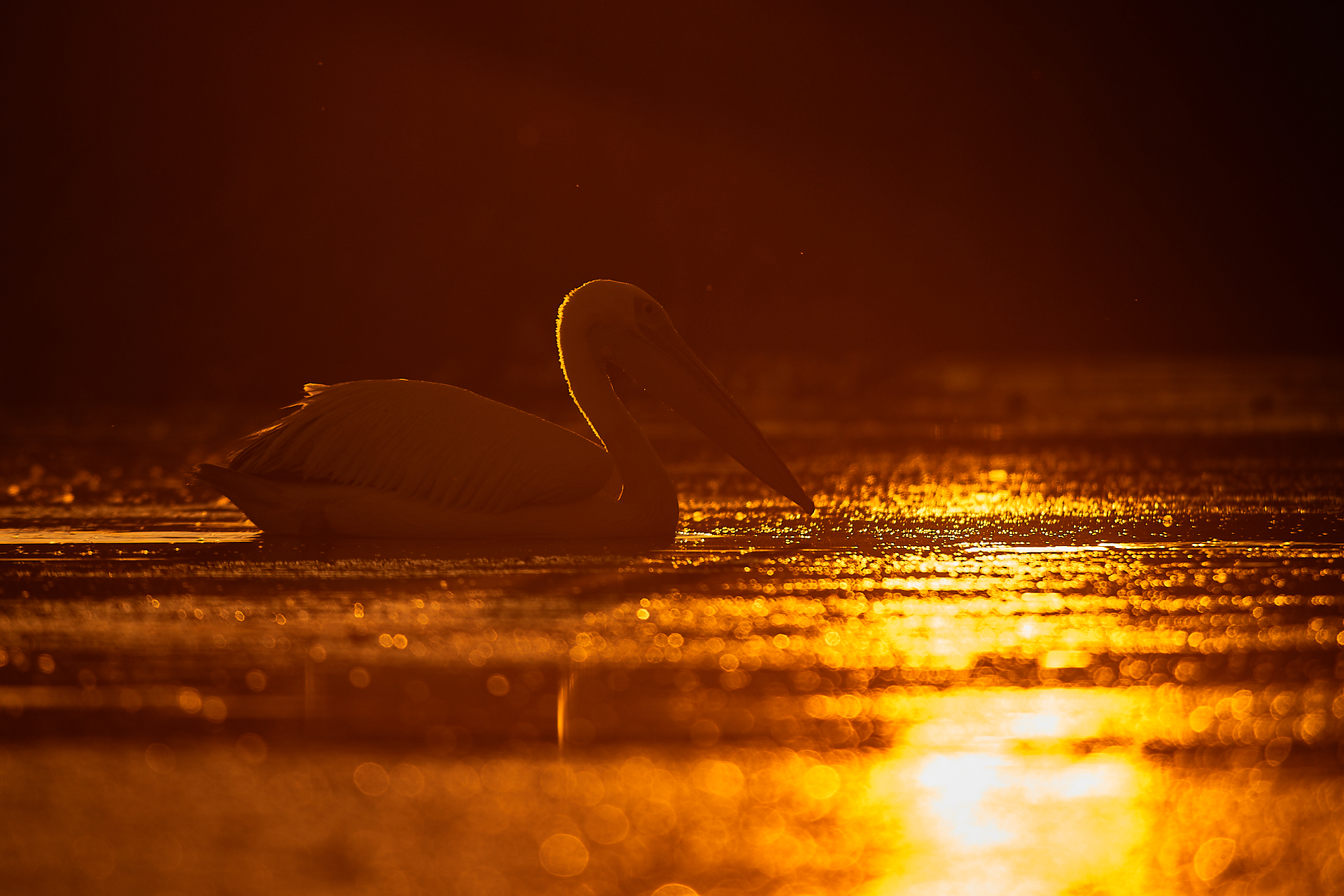 Pellicano all'alba