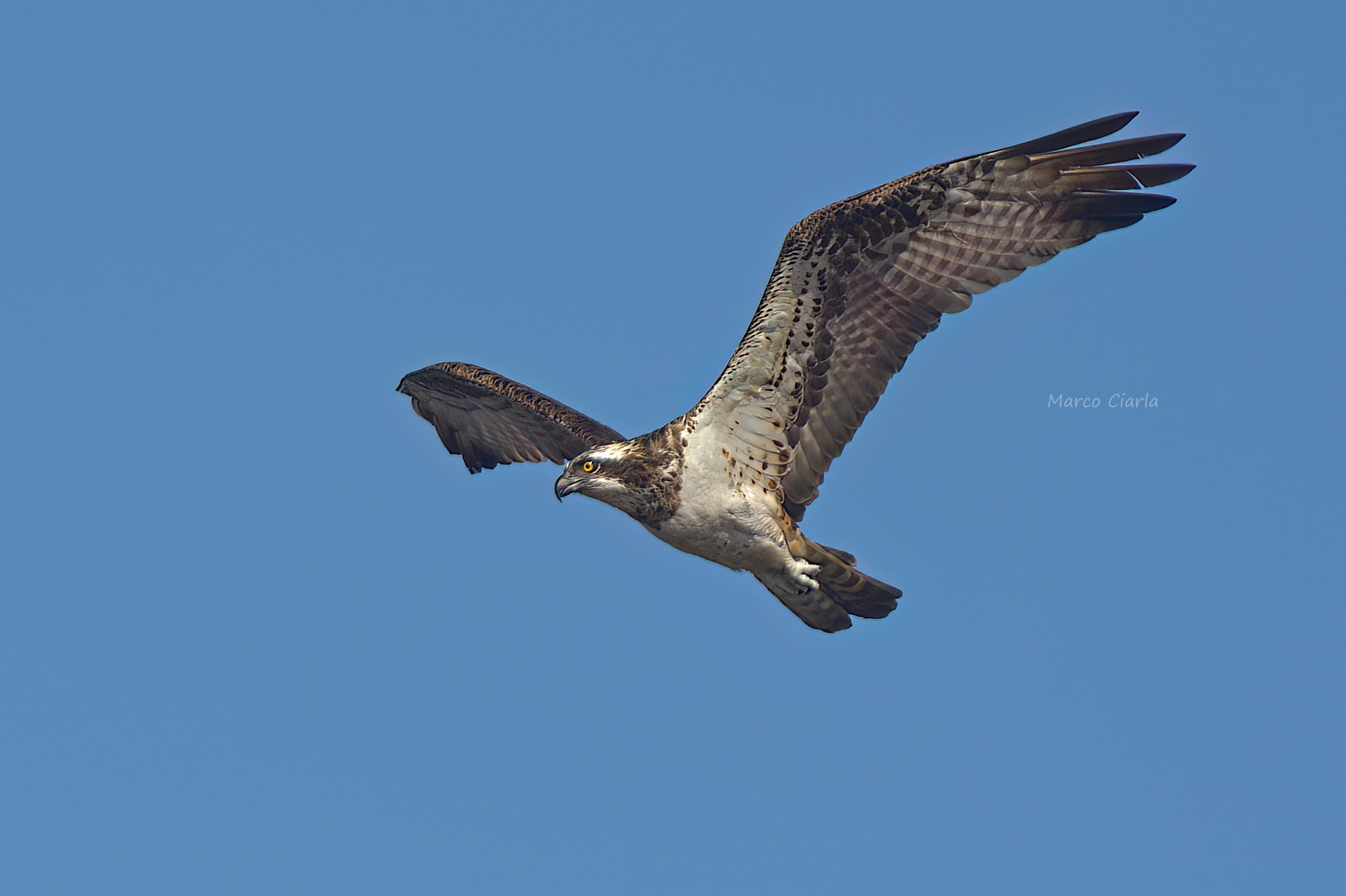 Osprey (Pandion haliaetus)