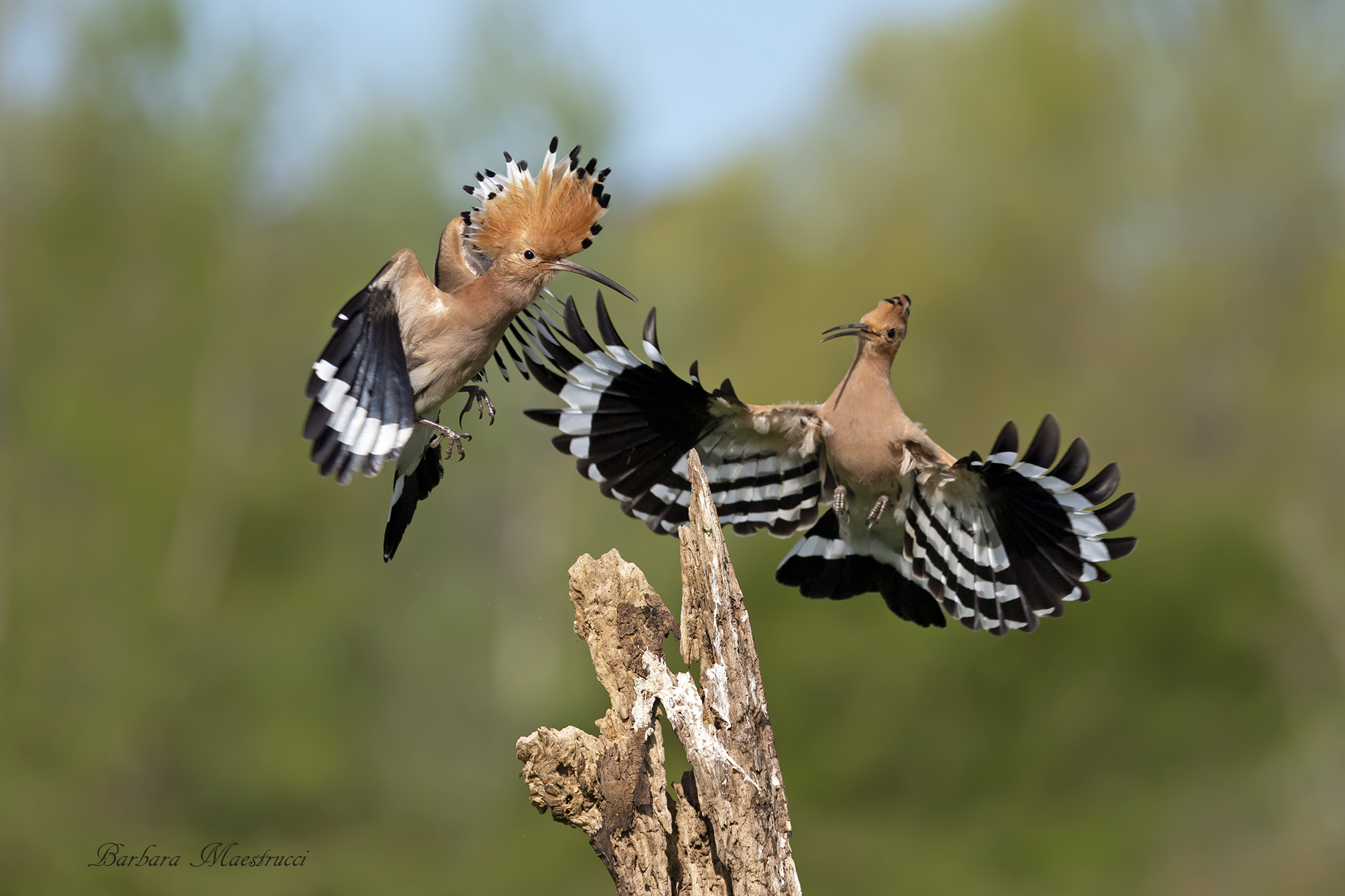 Hoopoe on the move...