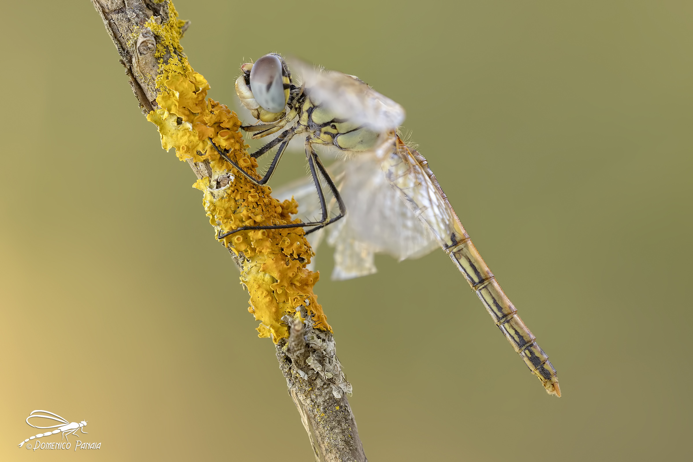 sympetrum fonscolombii femmina