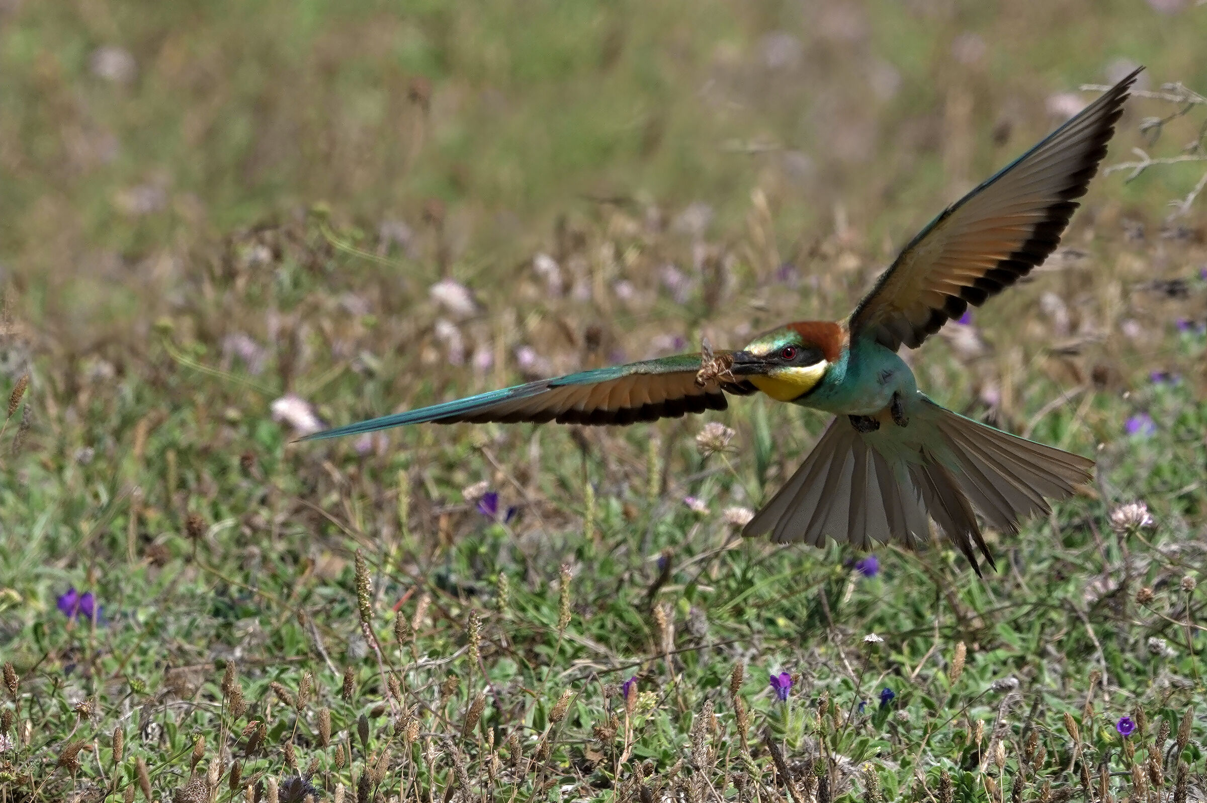 Gliding flight