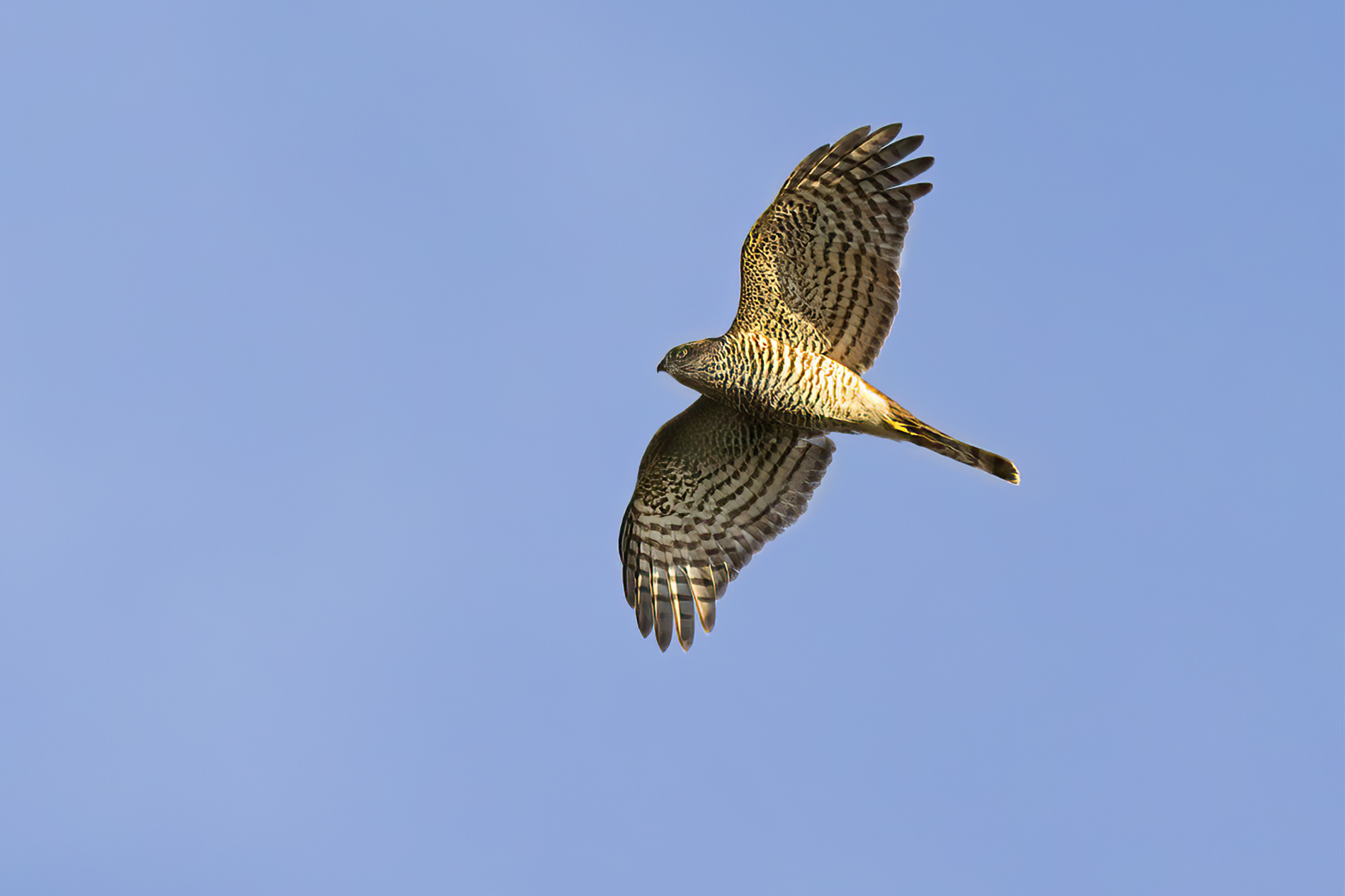 Sparrowhawk