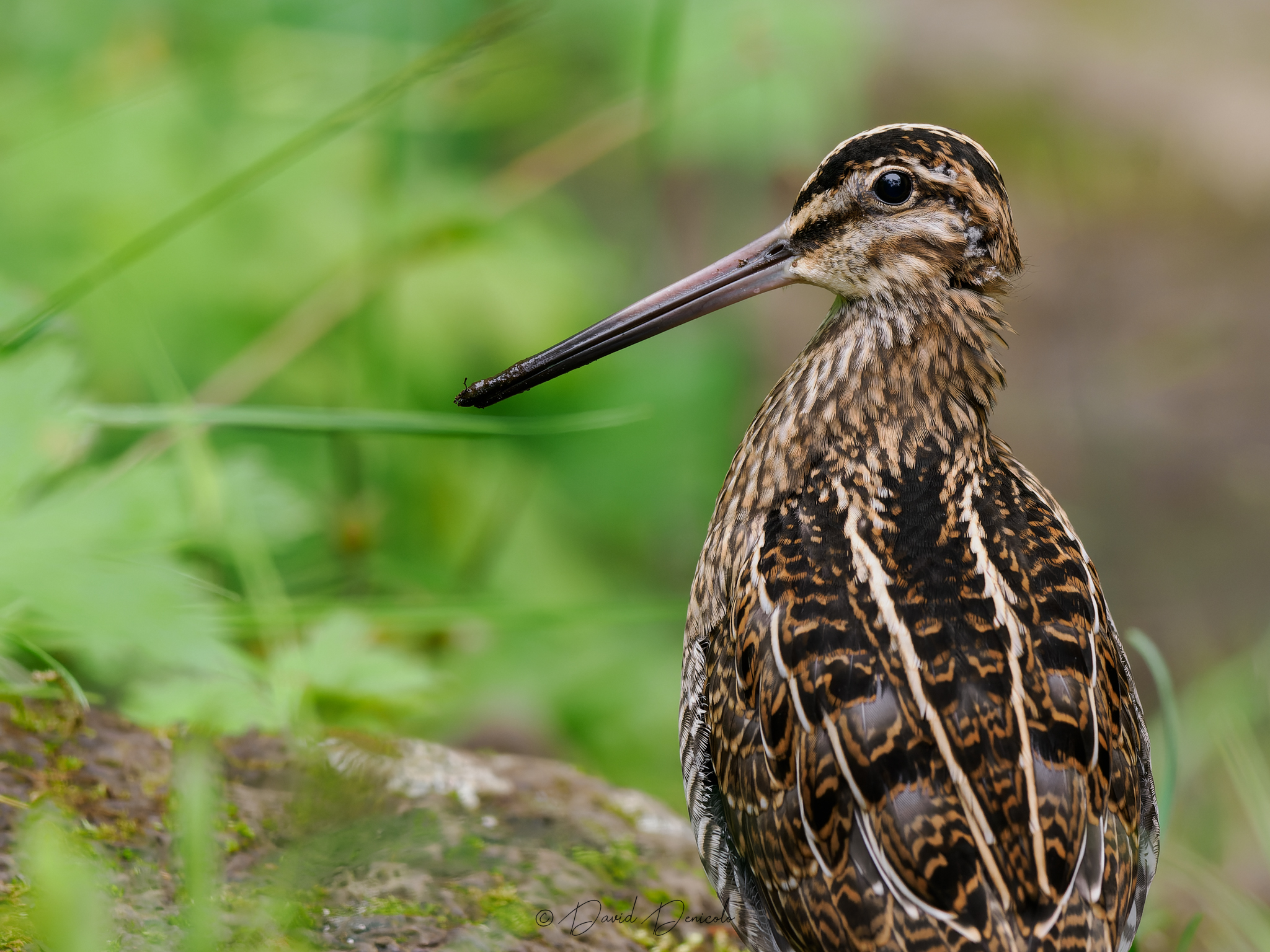 Long beak