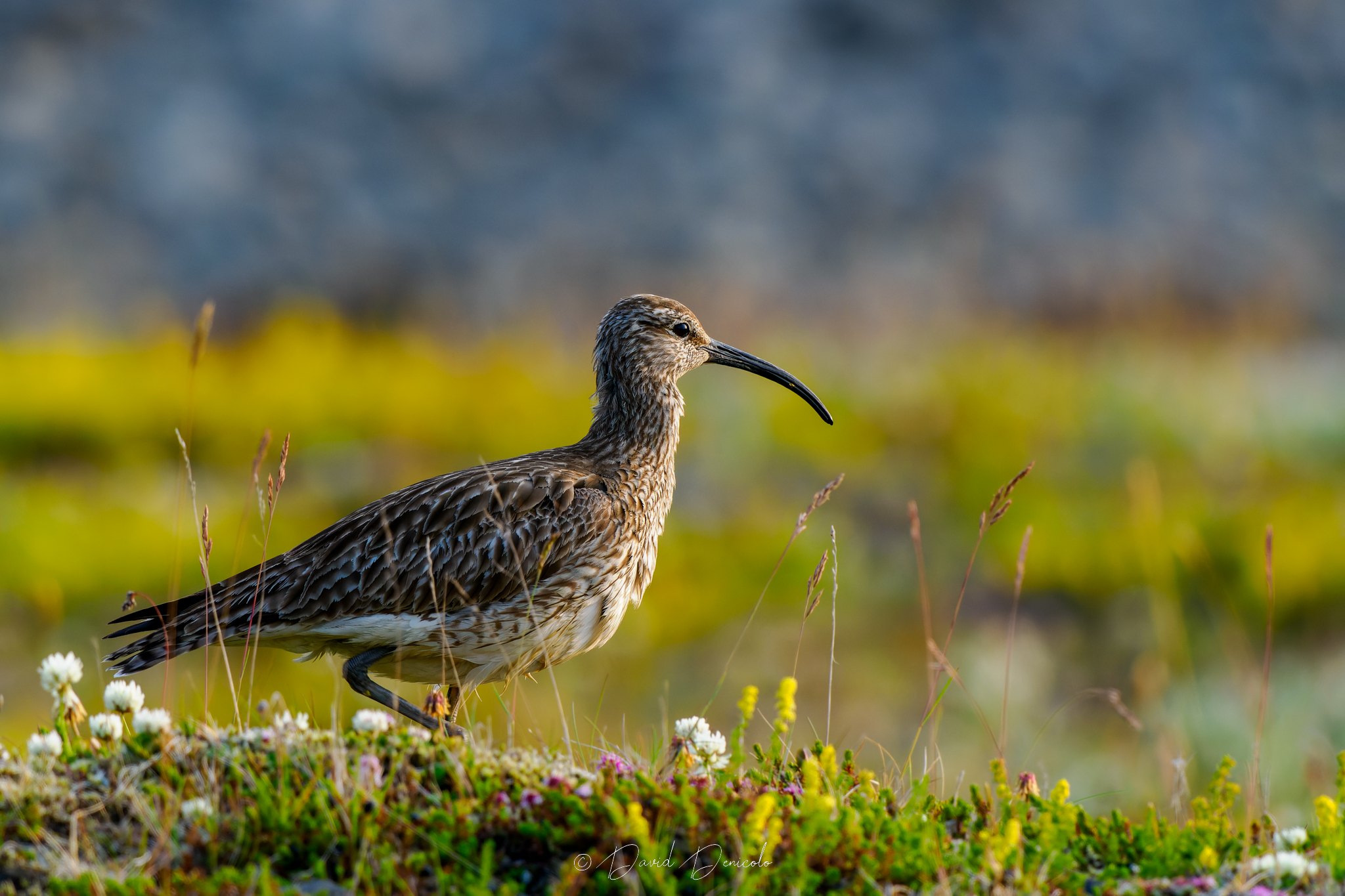 Curlew but not too much
