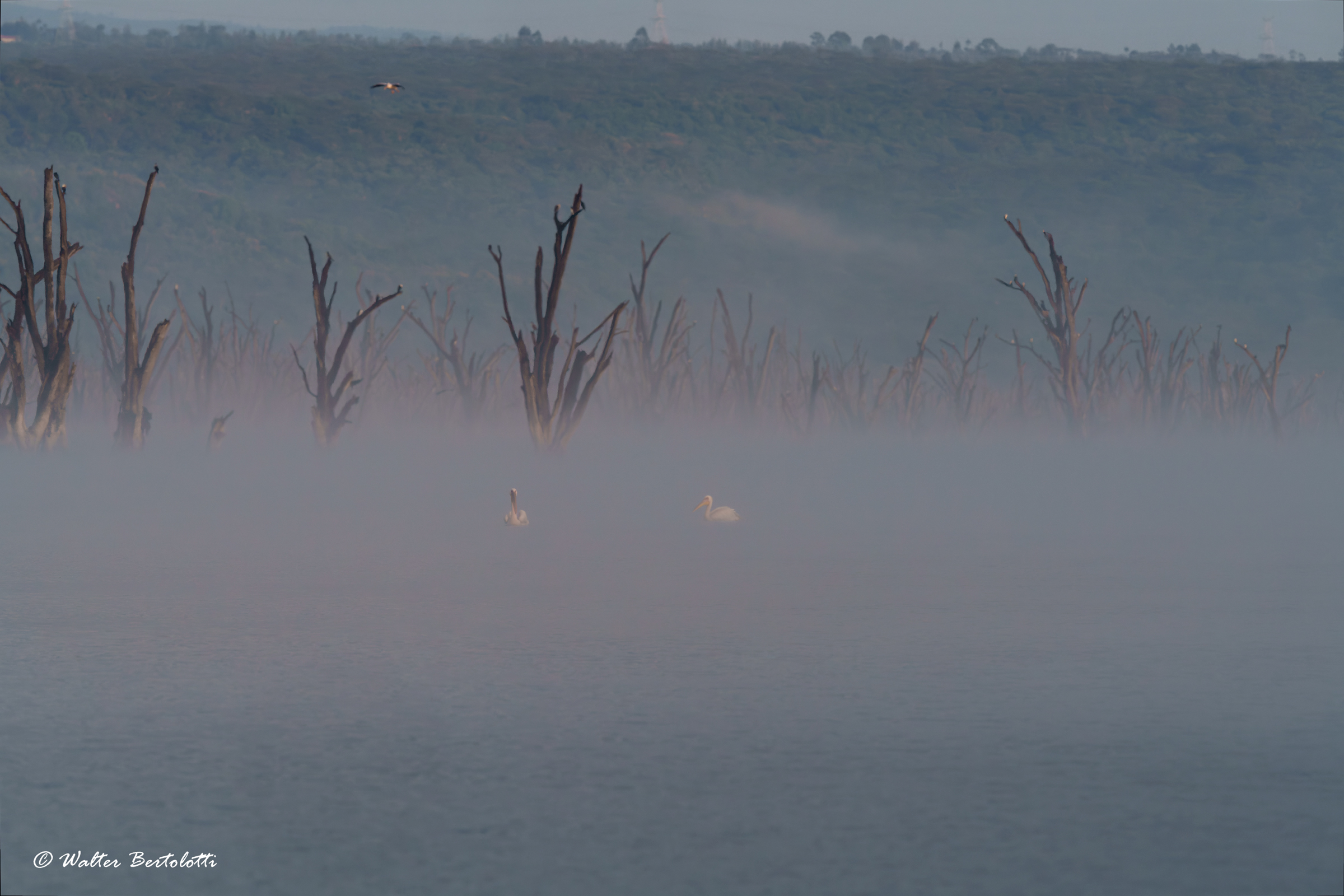 pellicani nella nebbia