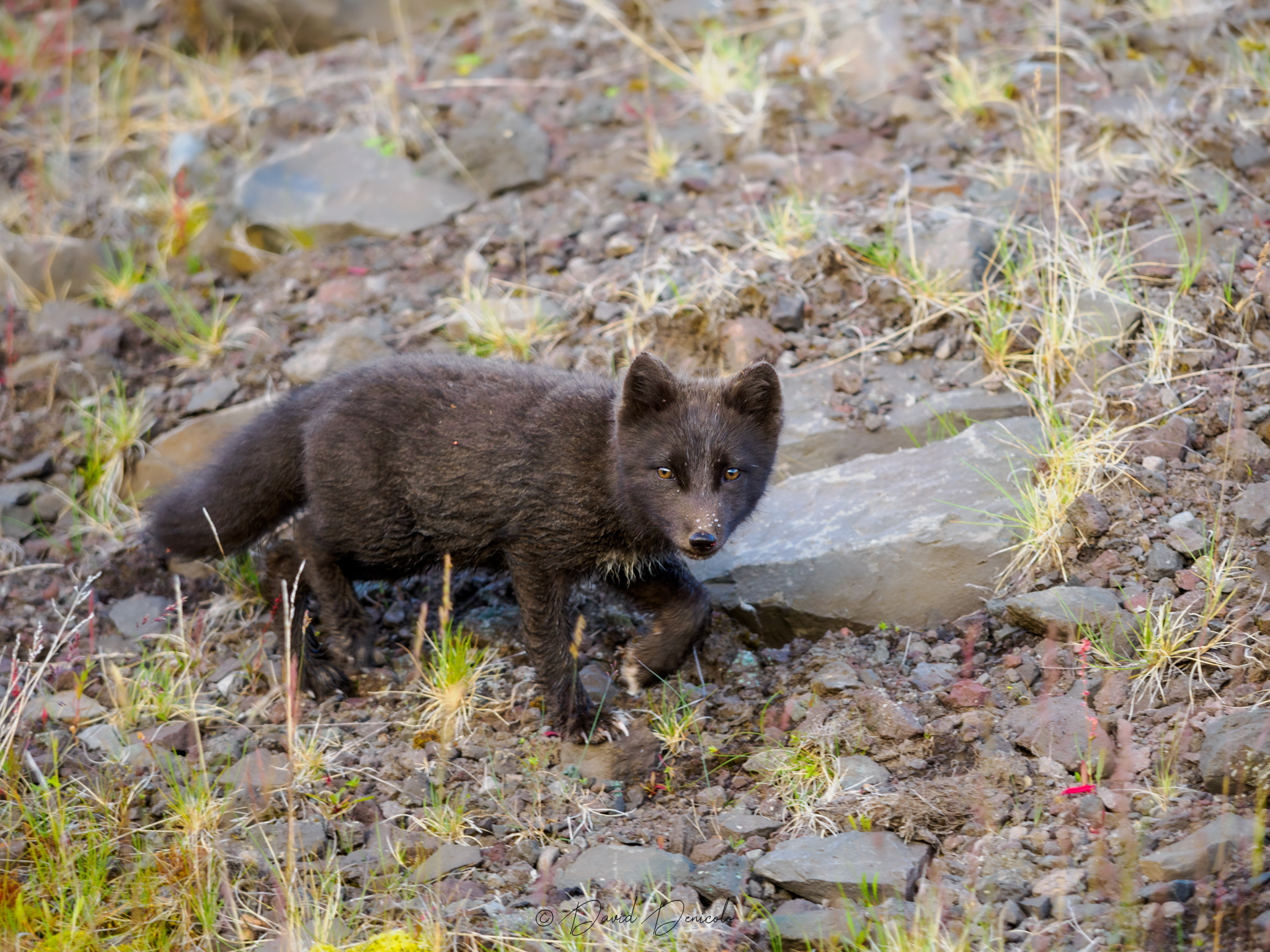 Arctic fox