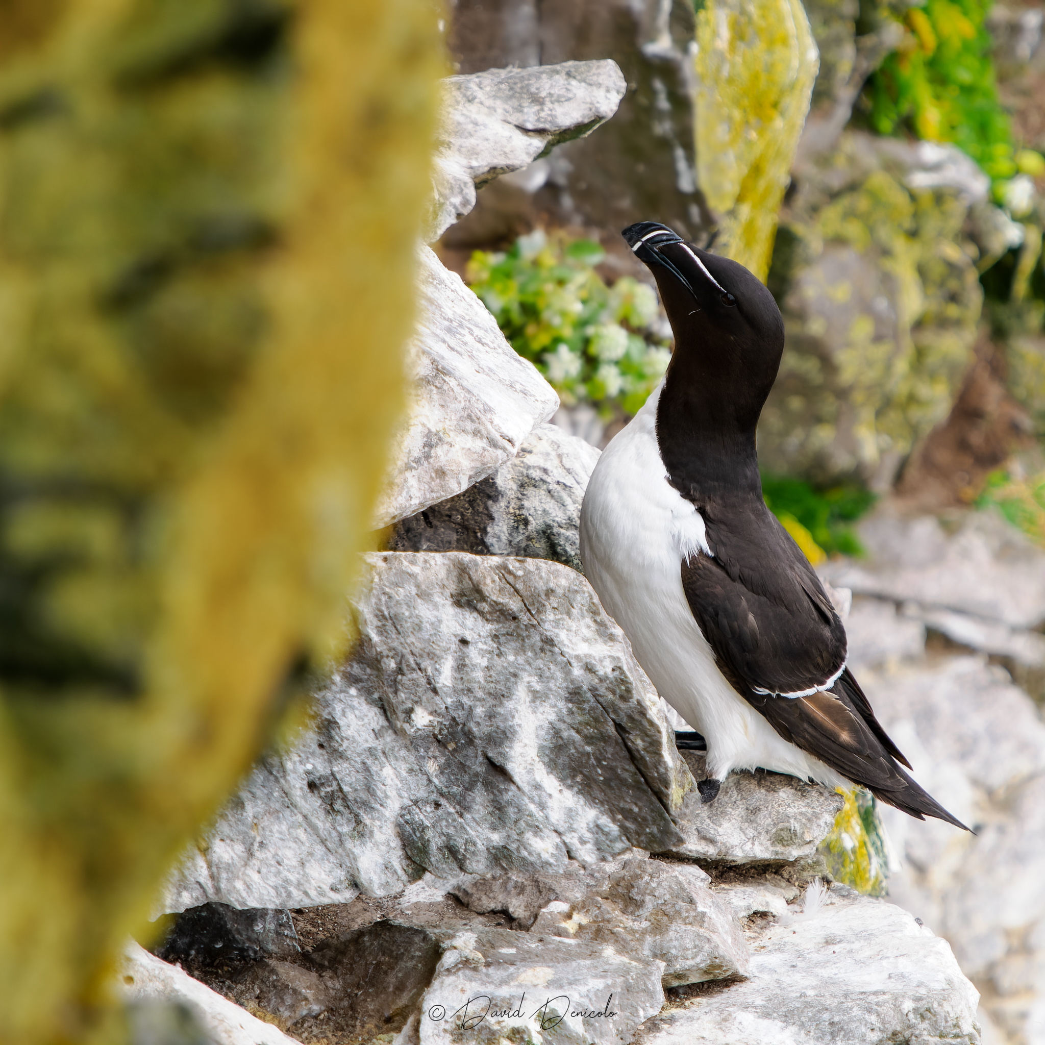 Razorbill