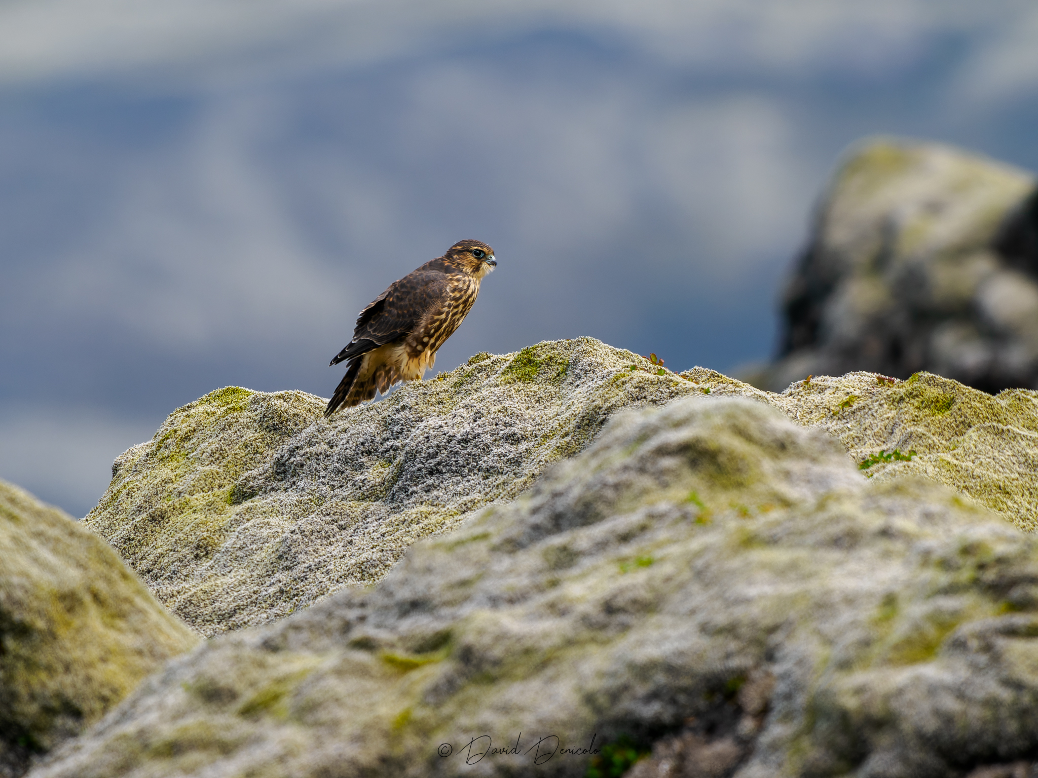 Falco columbarius, Iceland