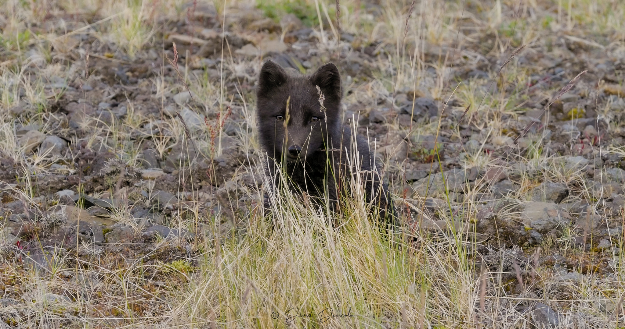 Arctic fox