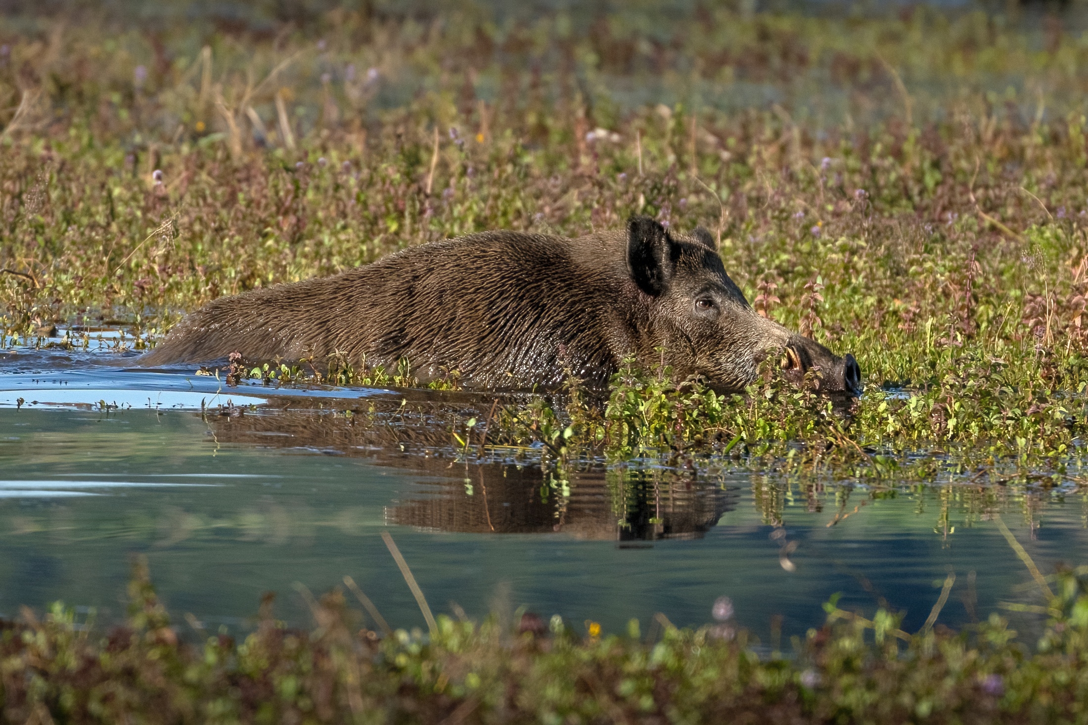 Cinghiale al guado