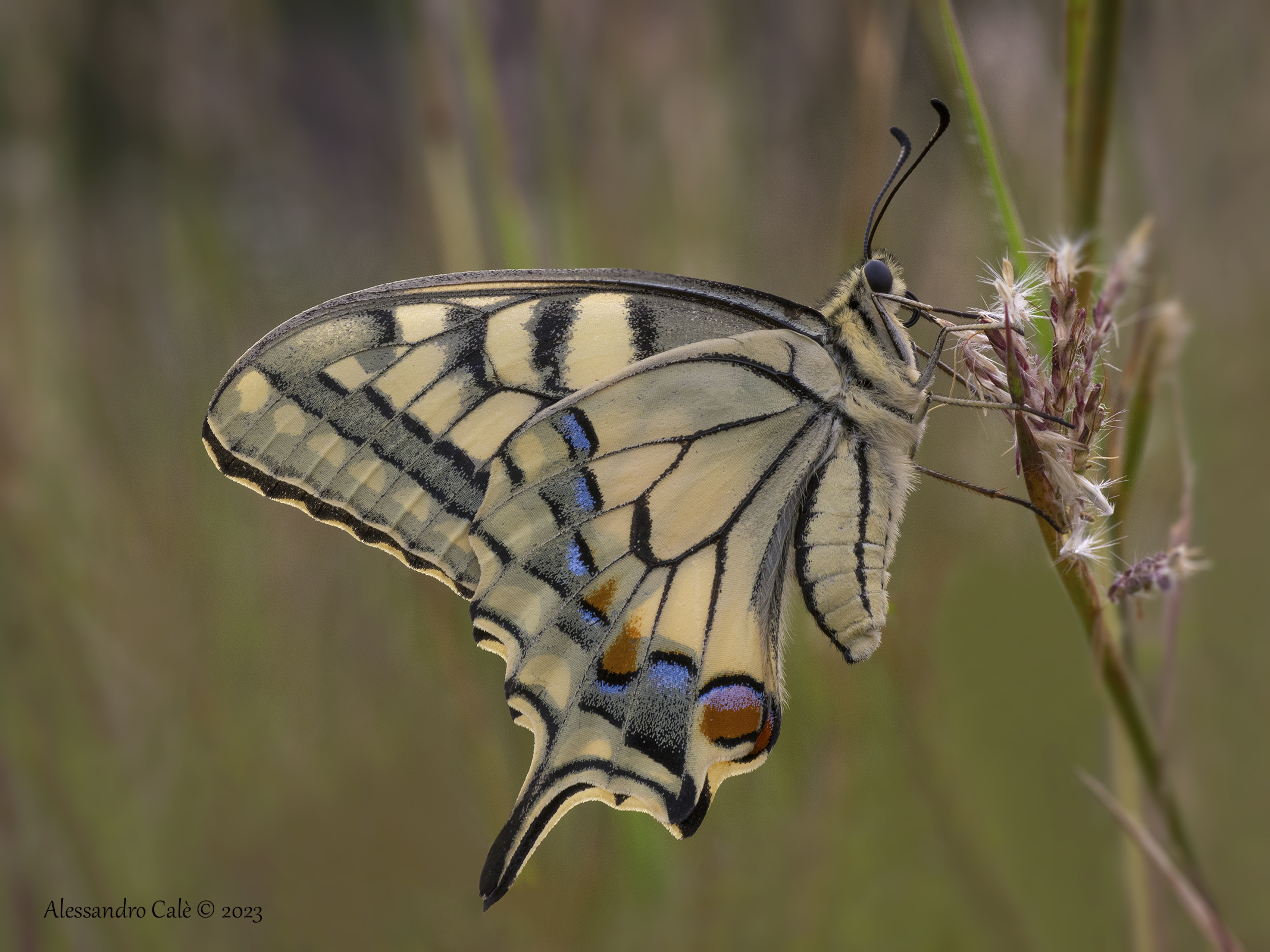 Papilio machaon (Macaone) 8652