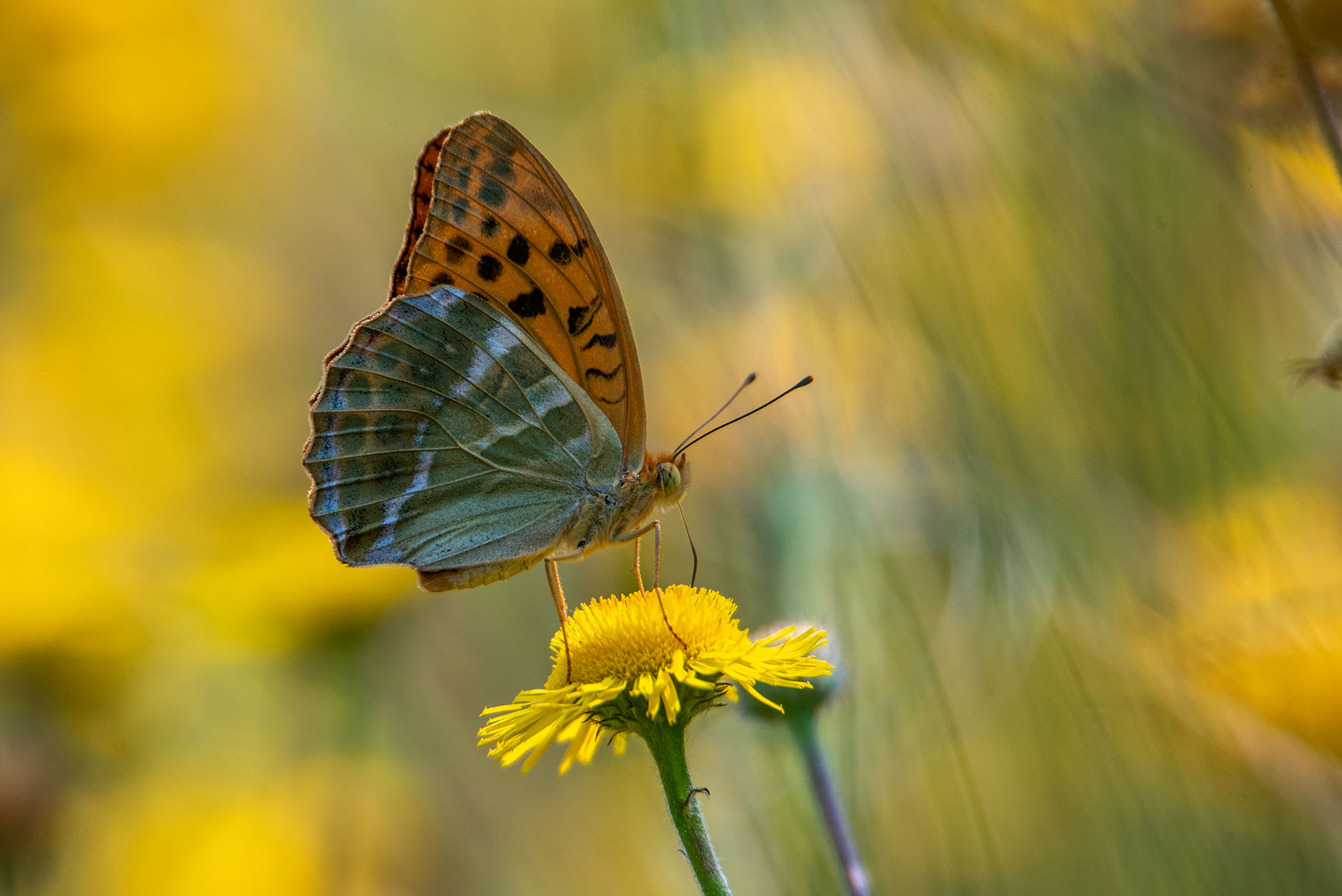 Argynnis paphia